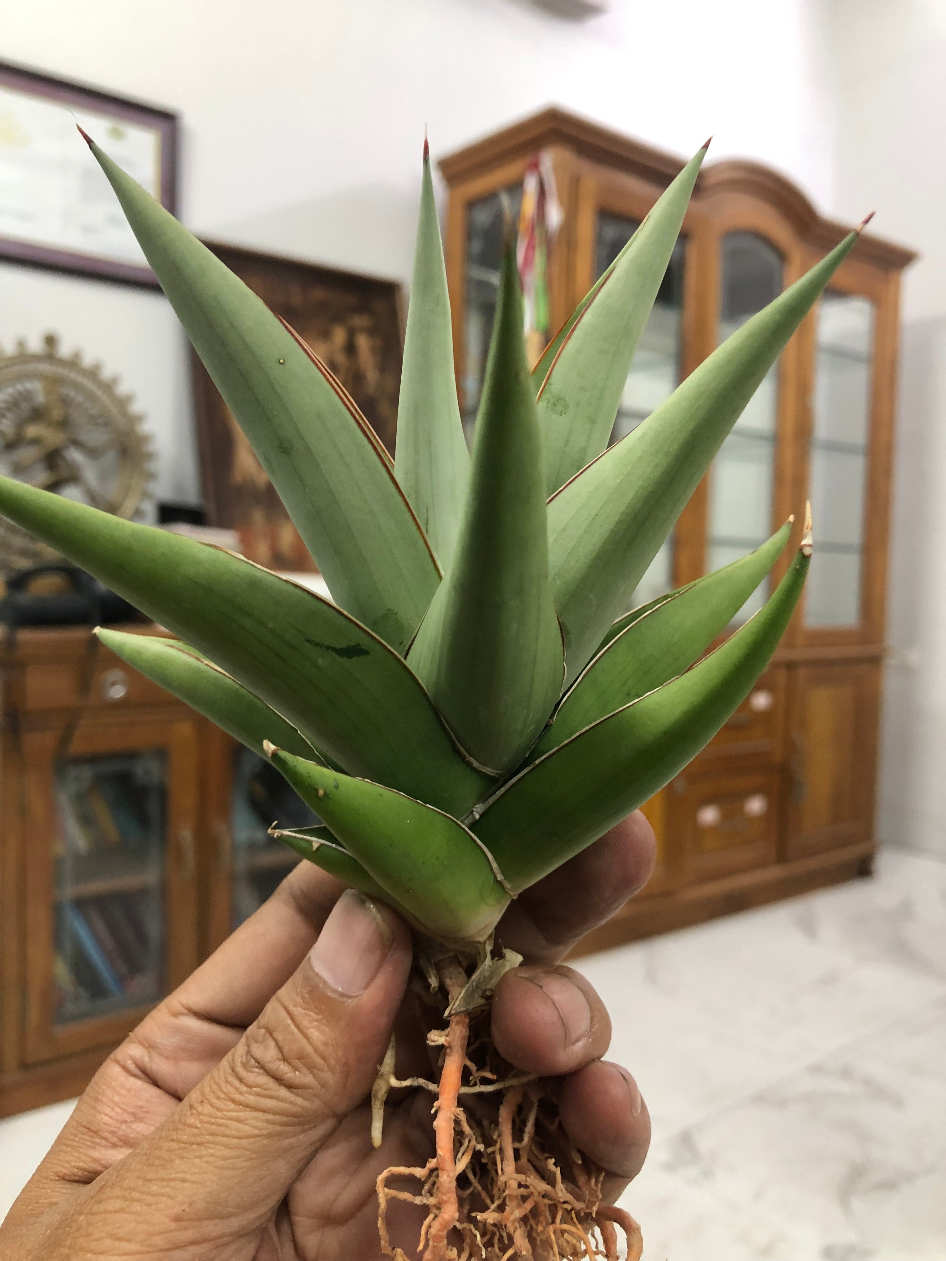Sansevieria TOWER SILVER