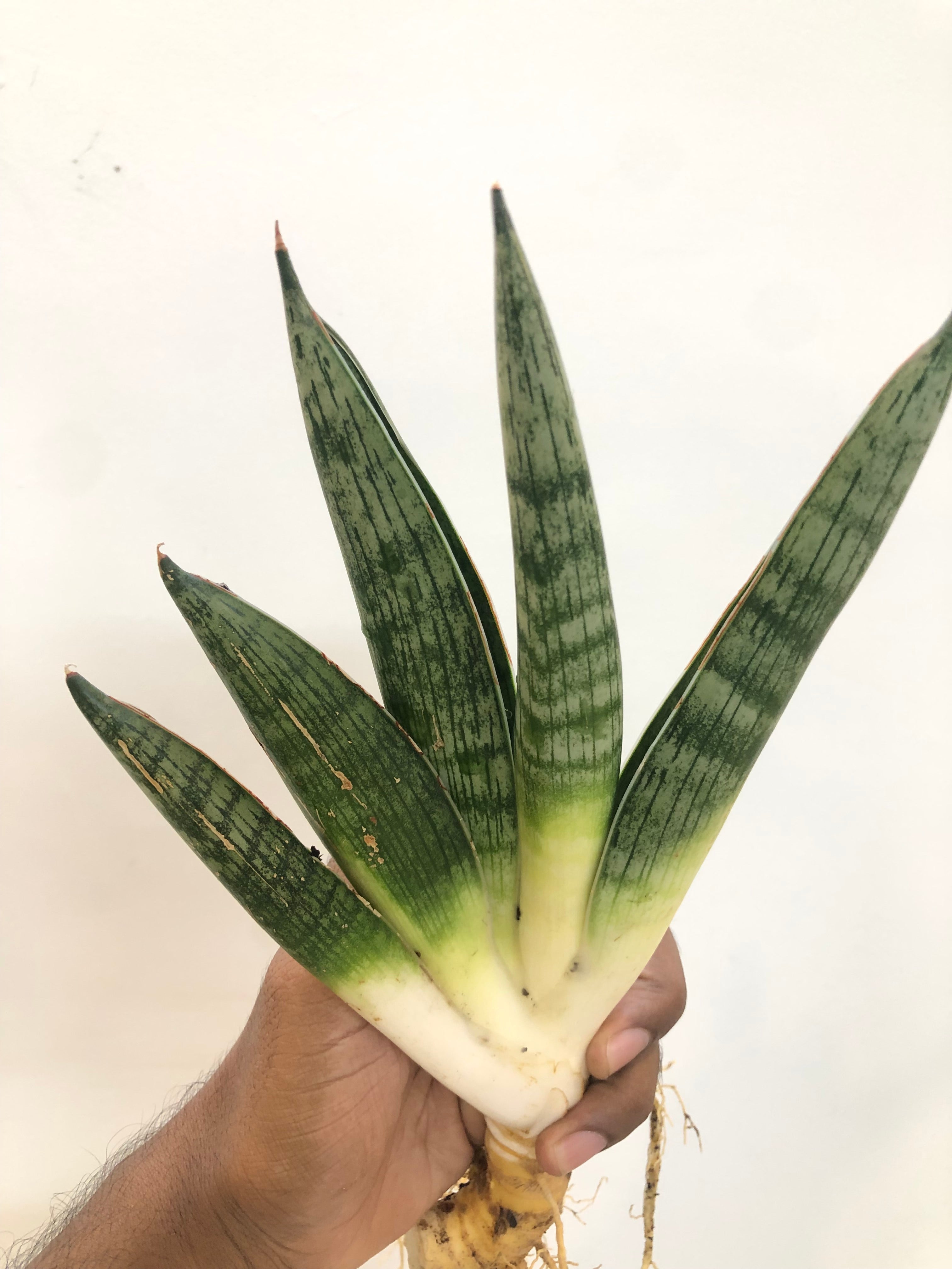 Sansevieria MACHO