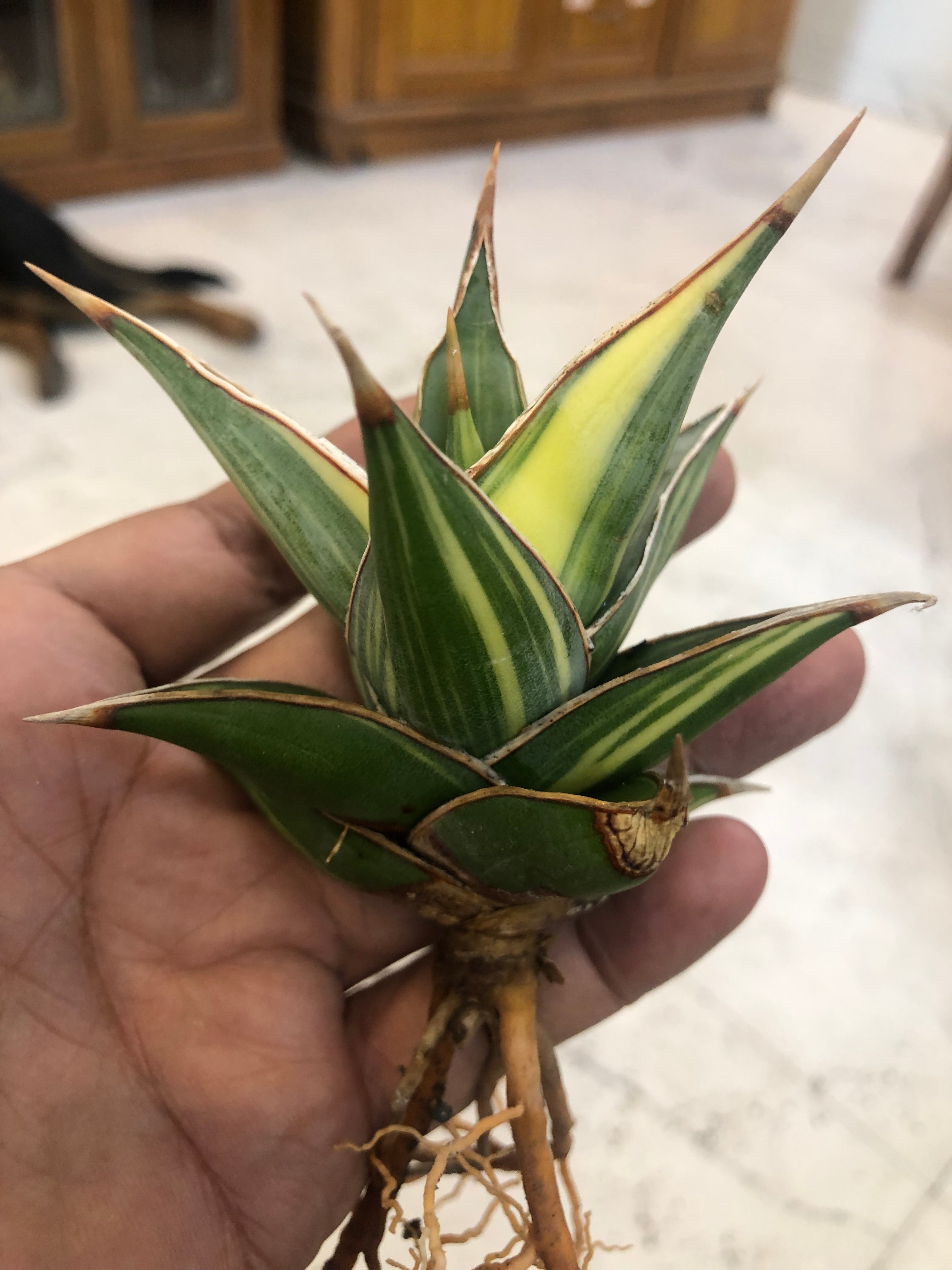 Sansevieria PINGUICULA VARIEGATED