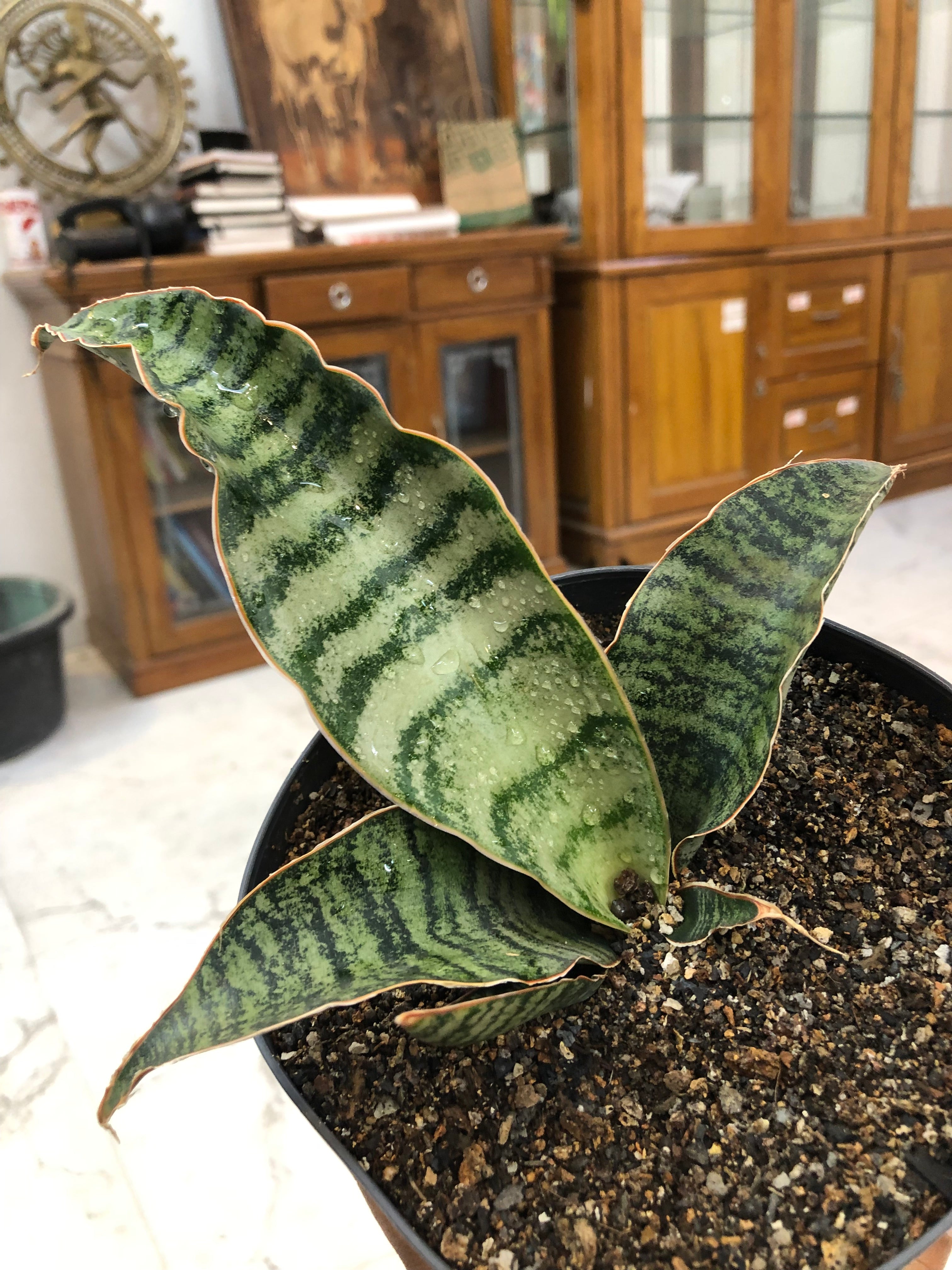 Sansevieria Hybrid MARFUAH