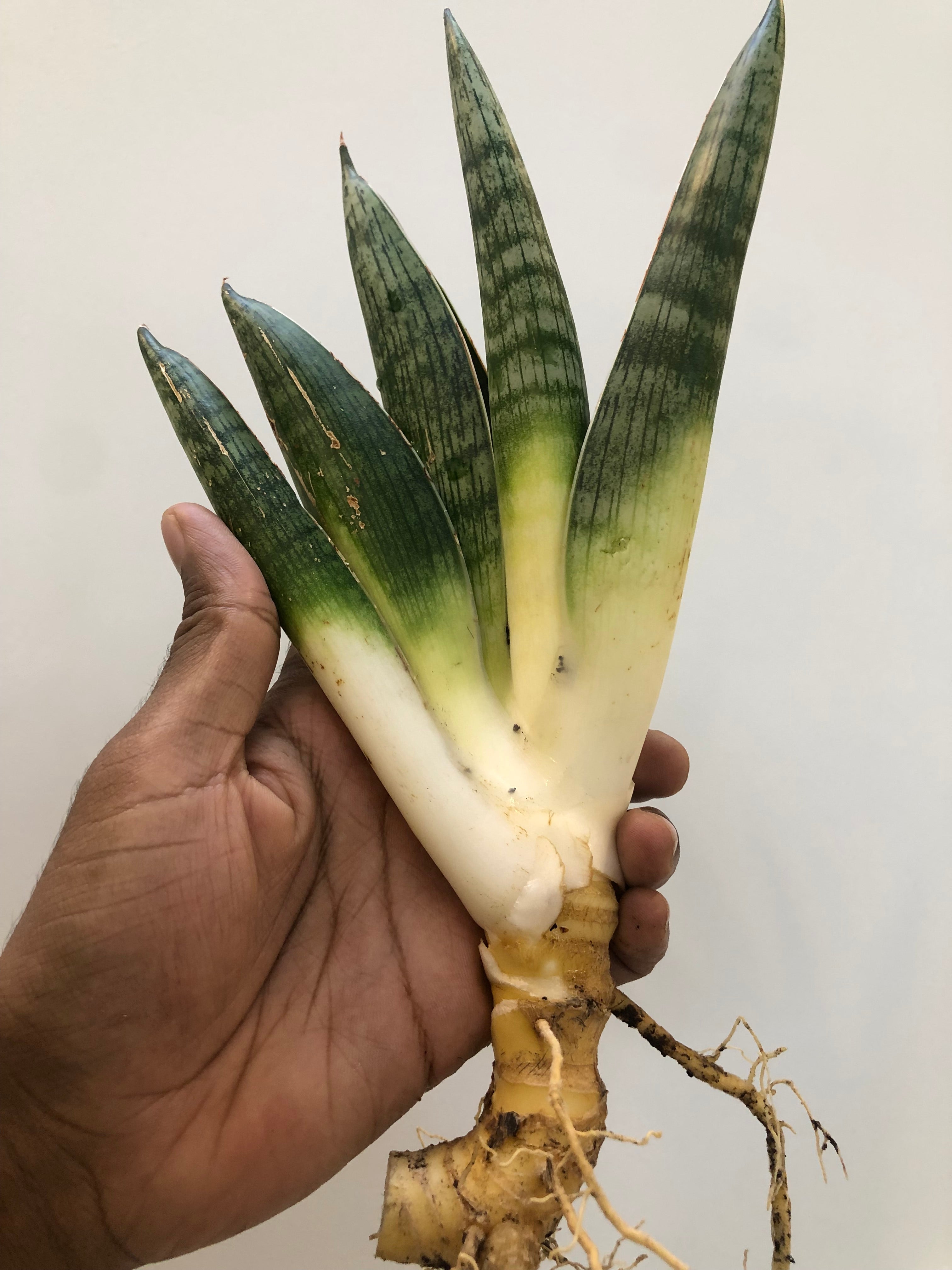 Sansevieria MACHO