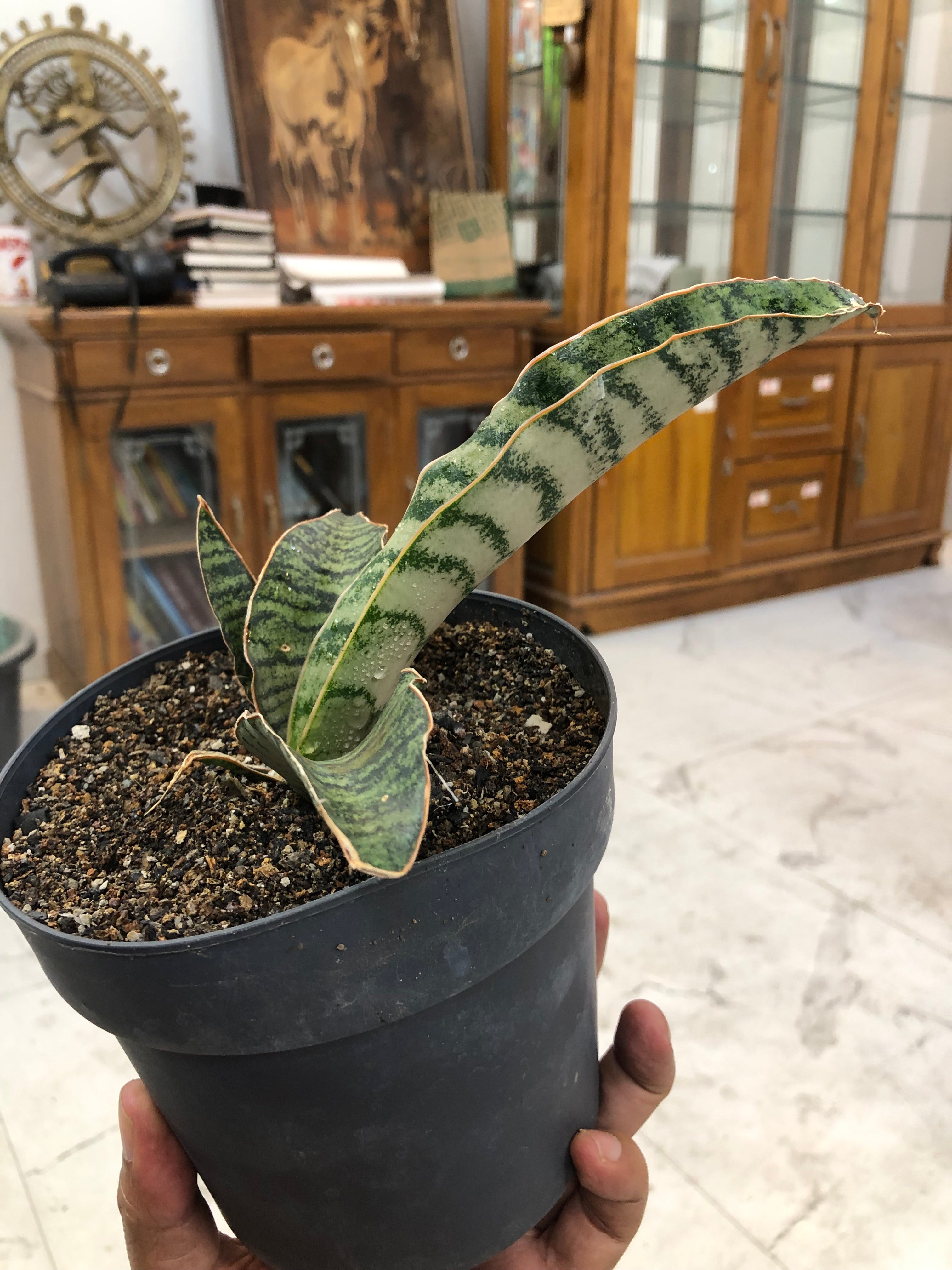 Sansevieria Hybrid MARFUAH