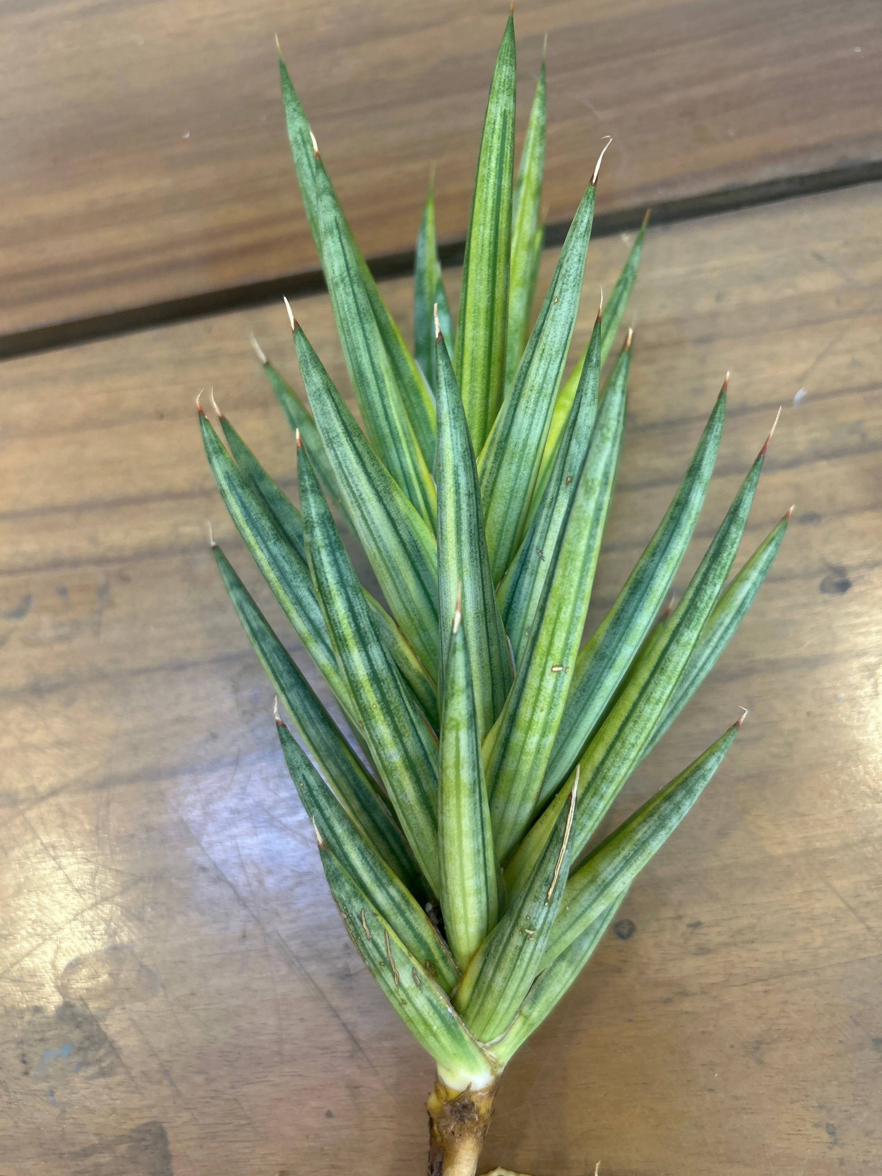 Sansevieria FRANCISSI YELLOW VARIEGATED