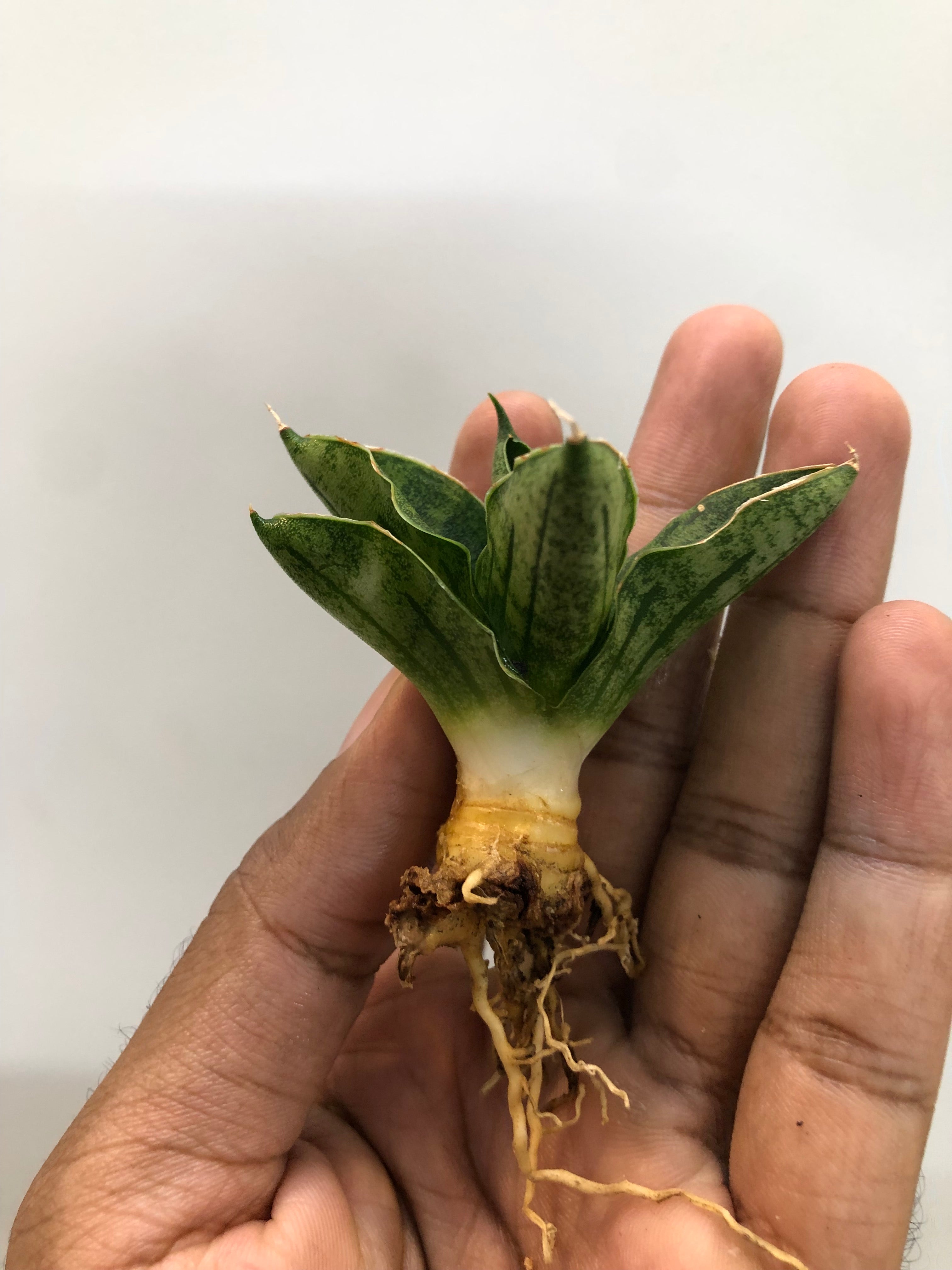 Sansevieria MINI ROSE WITH PUP