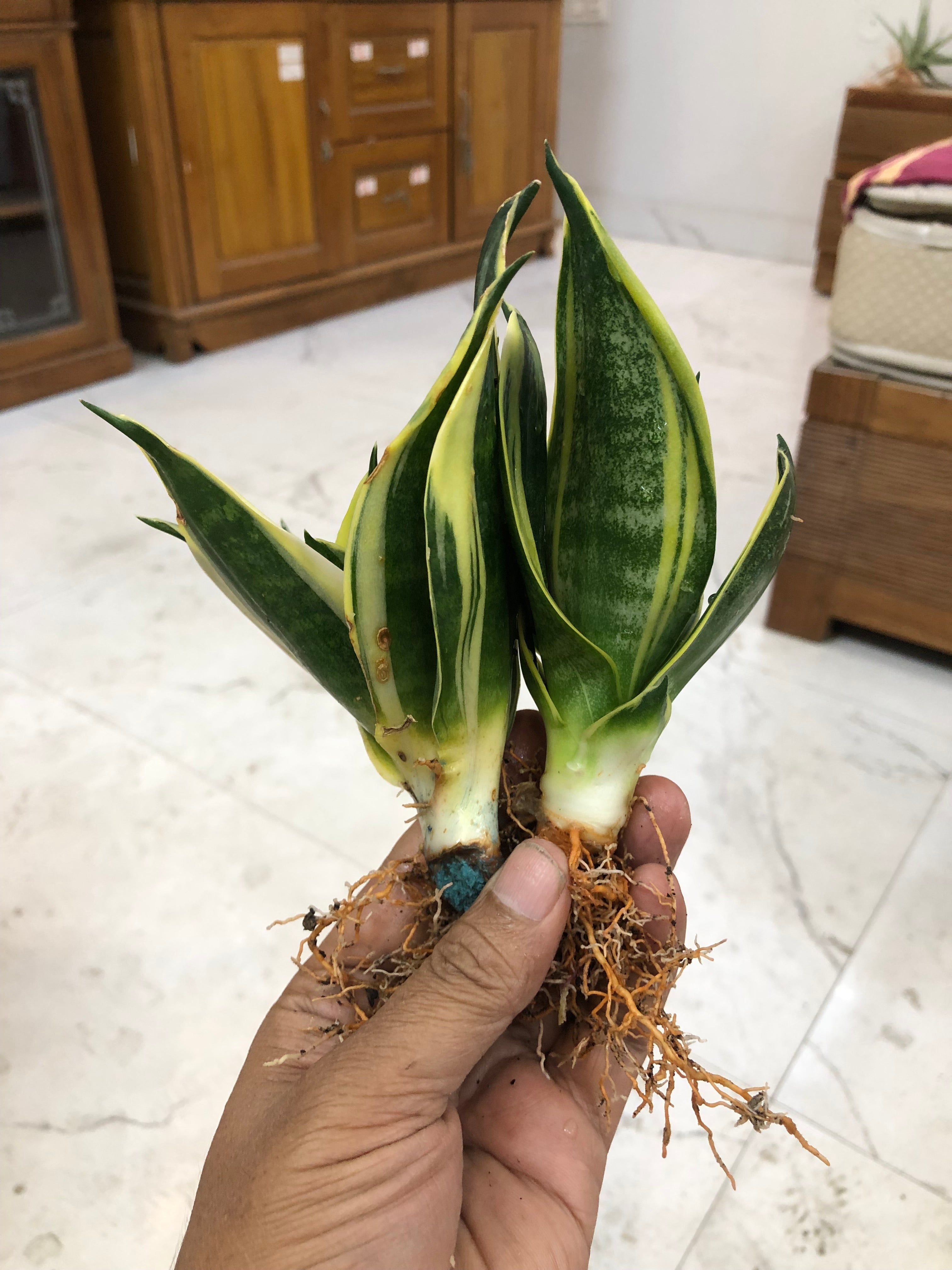 Sansevieria GOLDFLAME DWARF VARIETY
