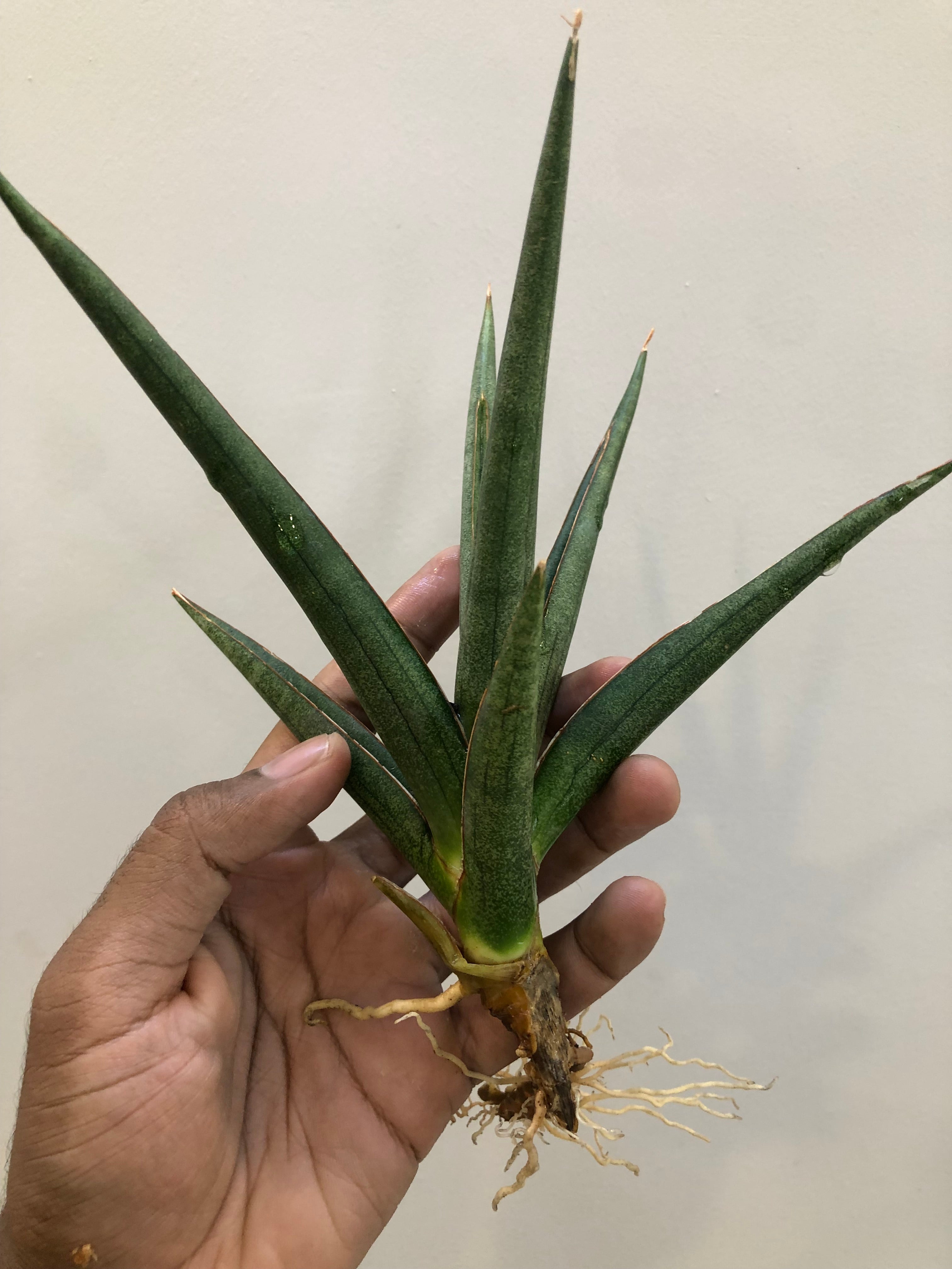 Sansevieria DAWWA