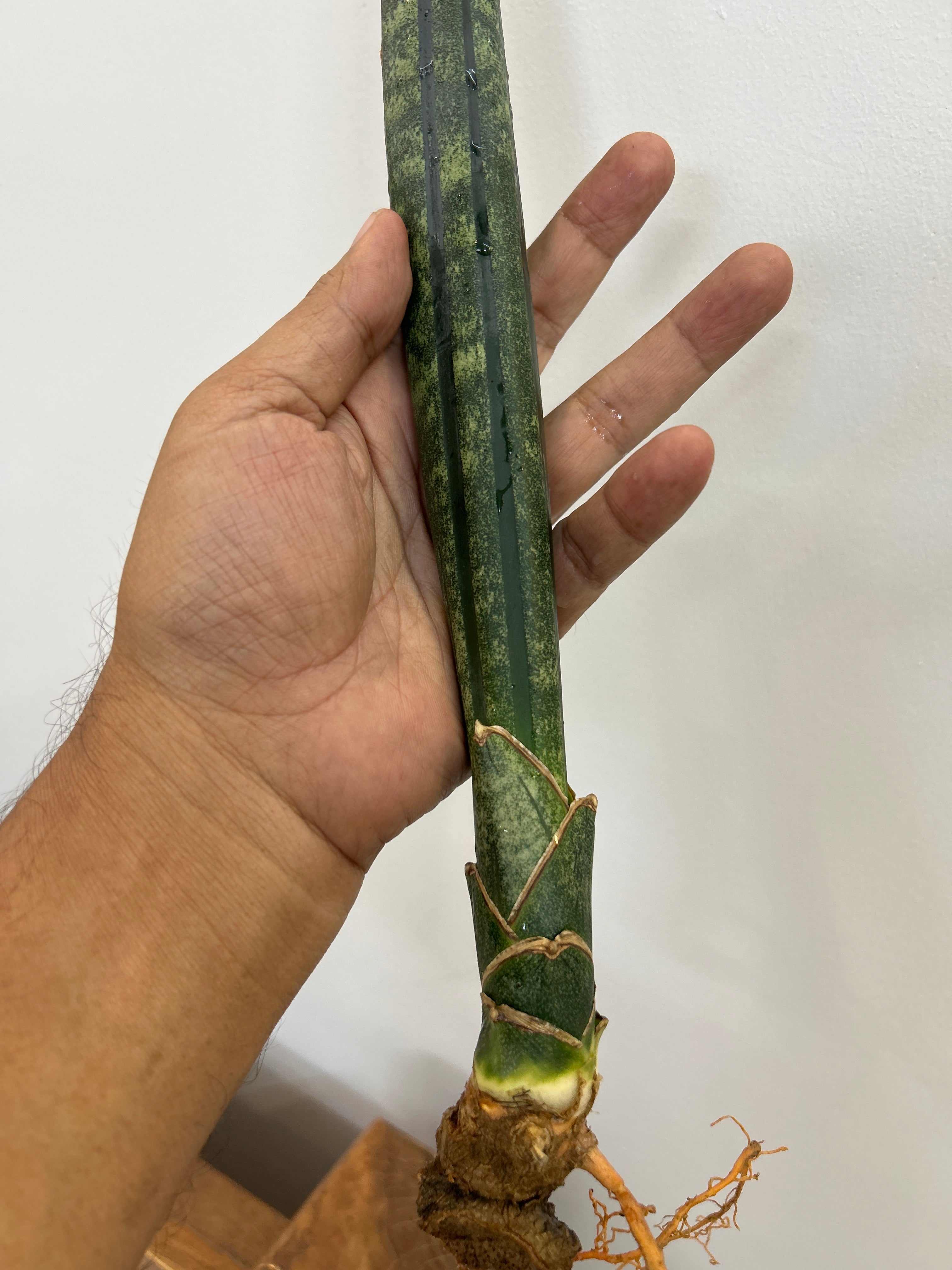 Sansevieria MALAWI BATS