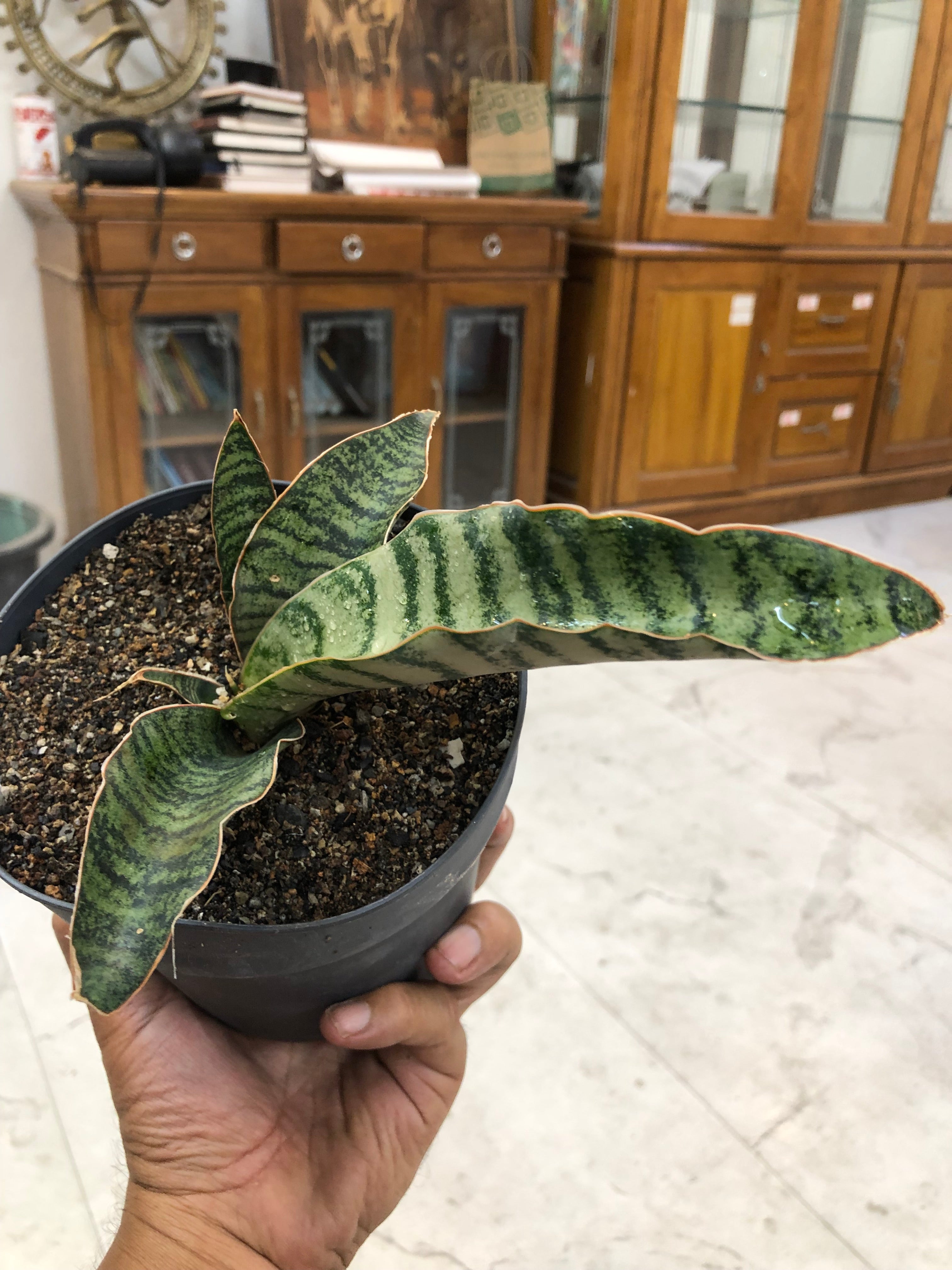 Sansevieria Hybrid MARFUAH