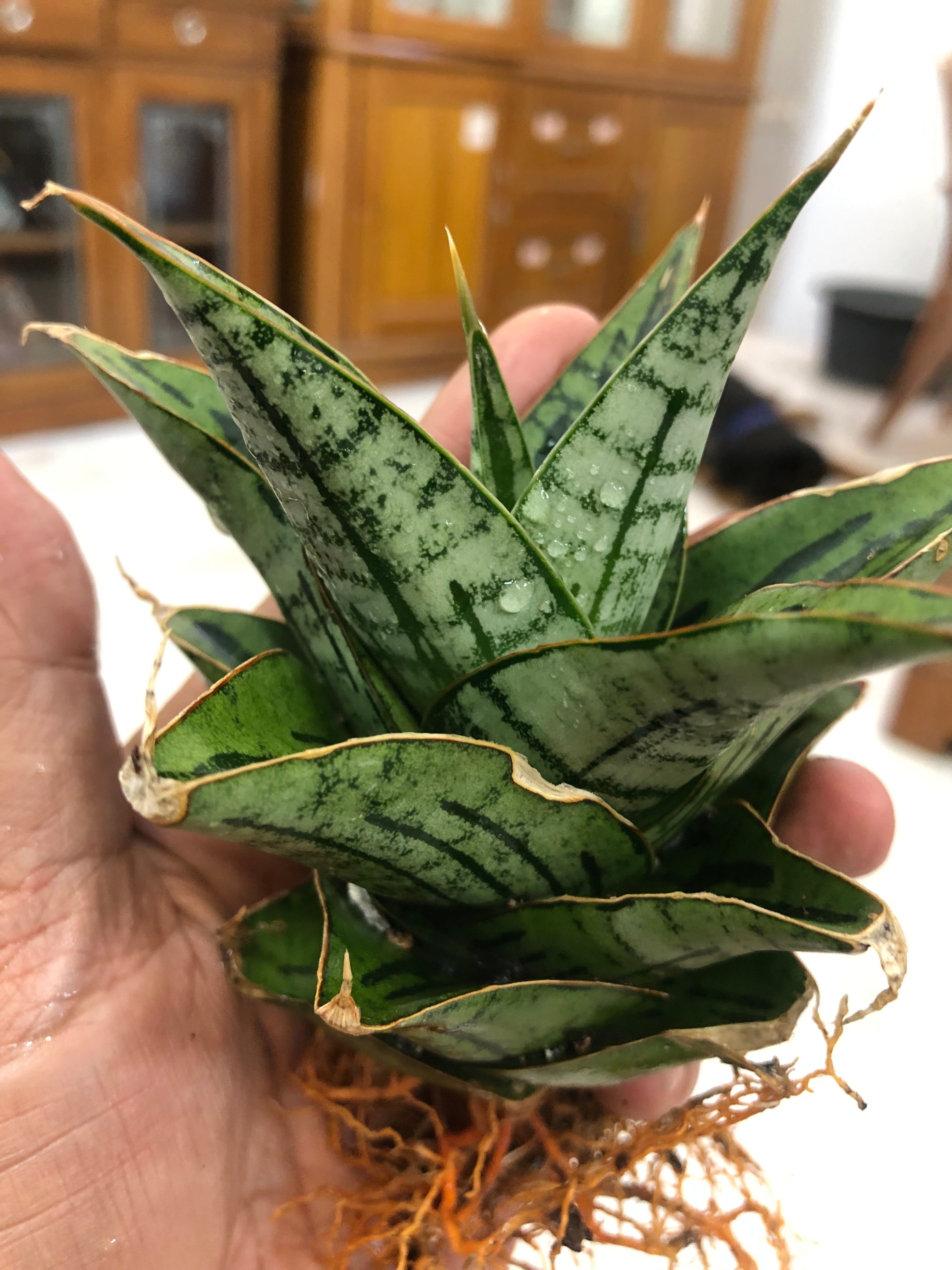 Sansevieria KAISAR