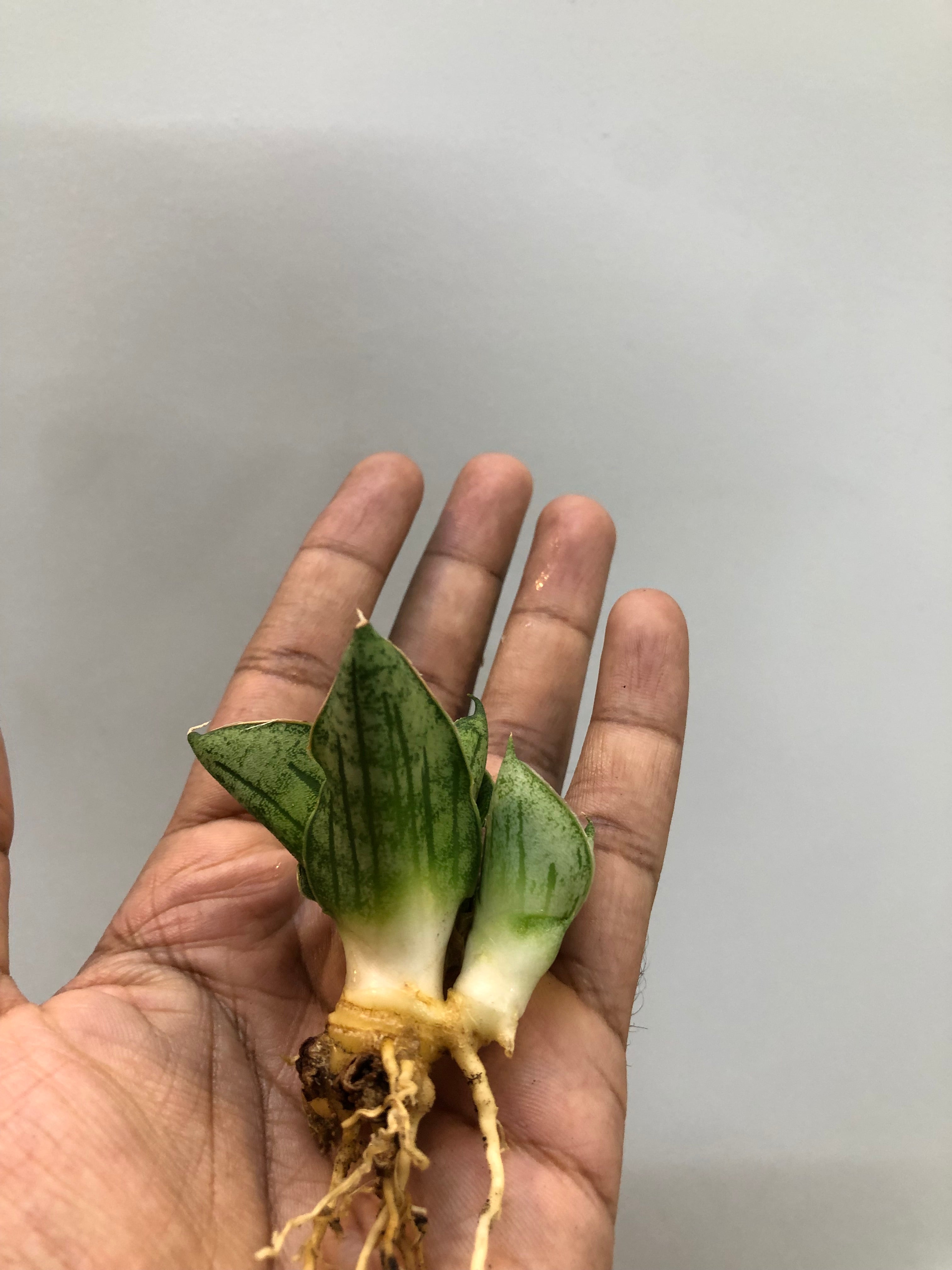 Sansevieria MINI ROSE WITH PUP