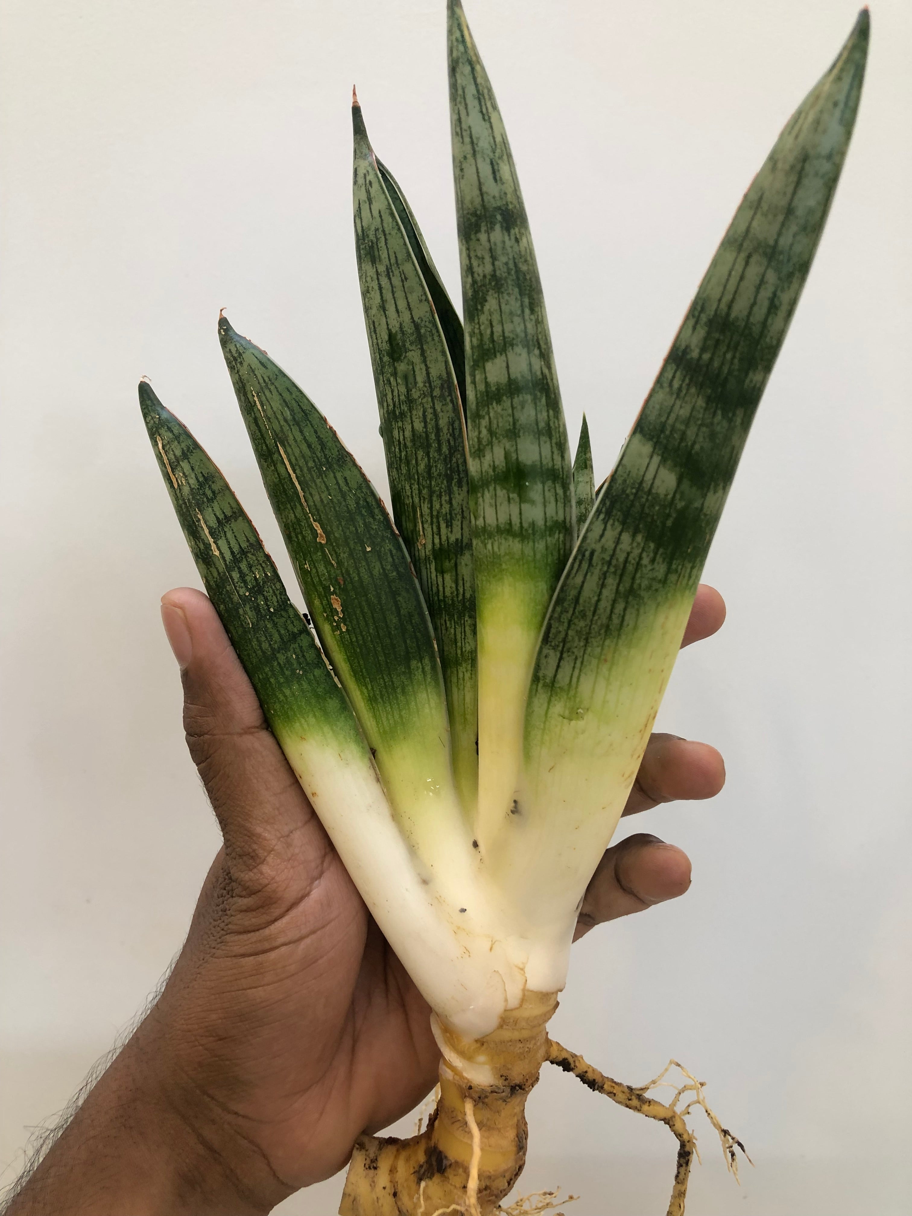 Sansevieria MACHO