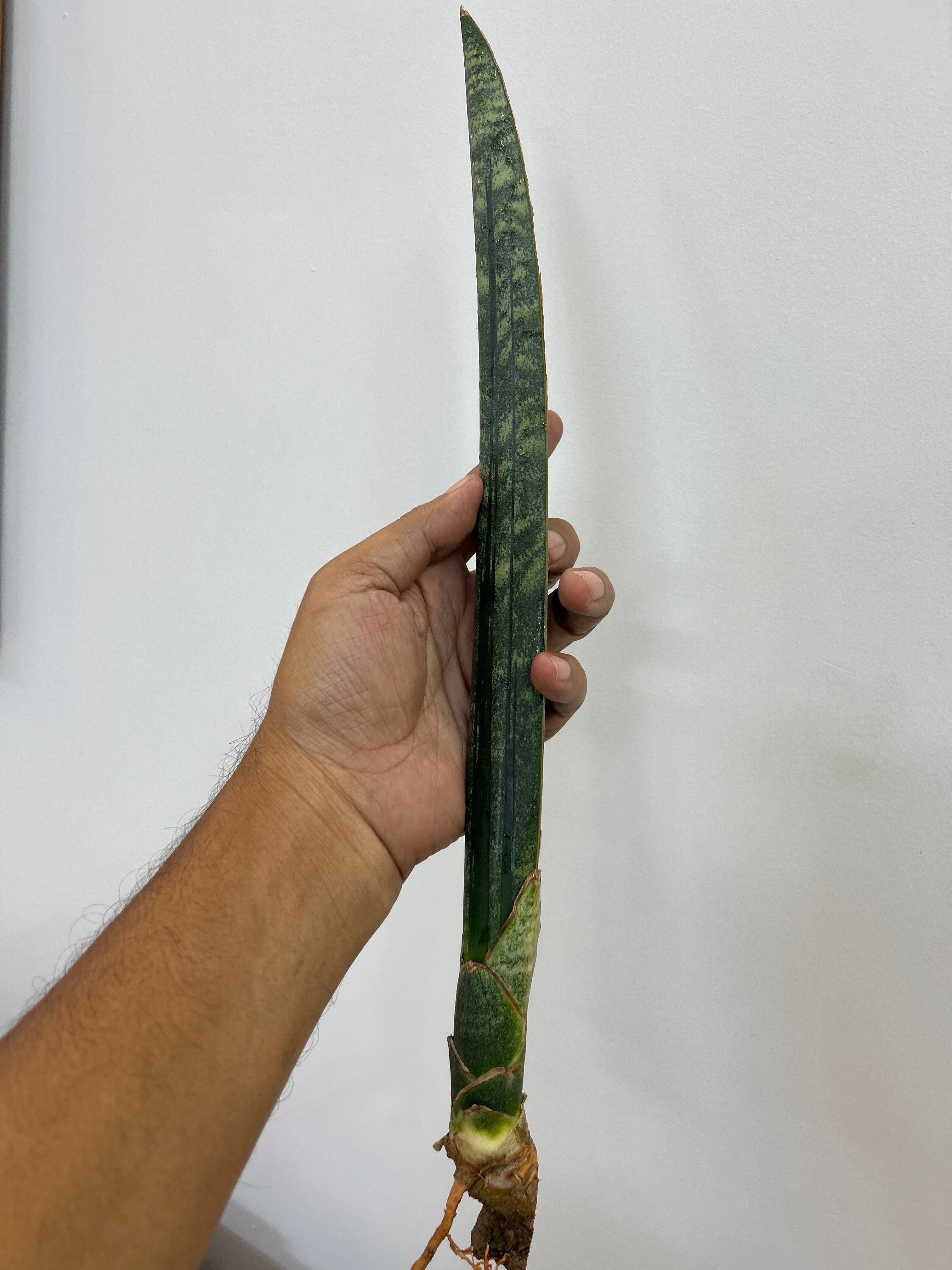 Sansevieria MALAWI BATS