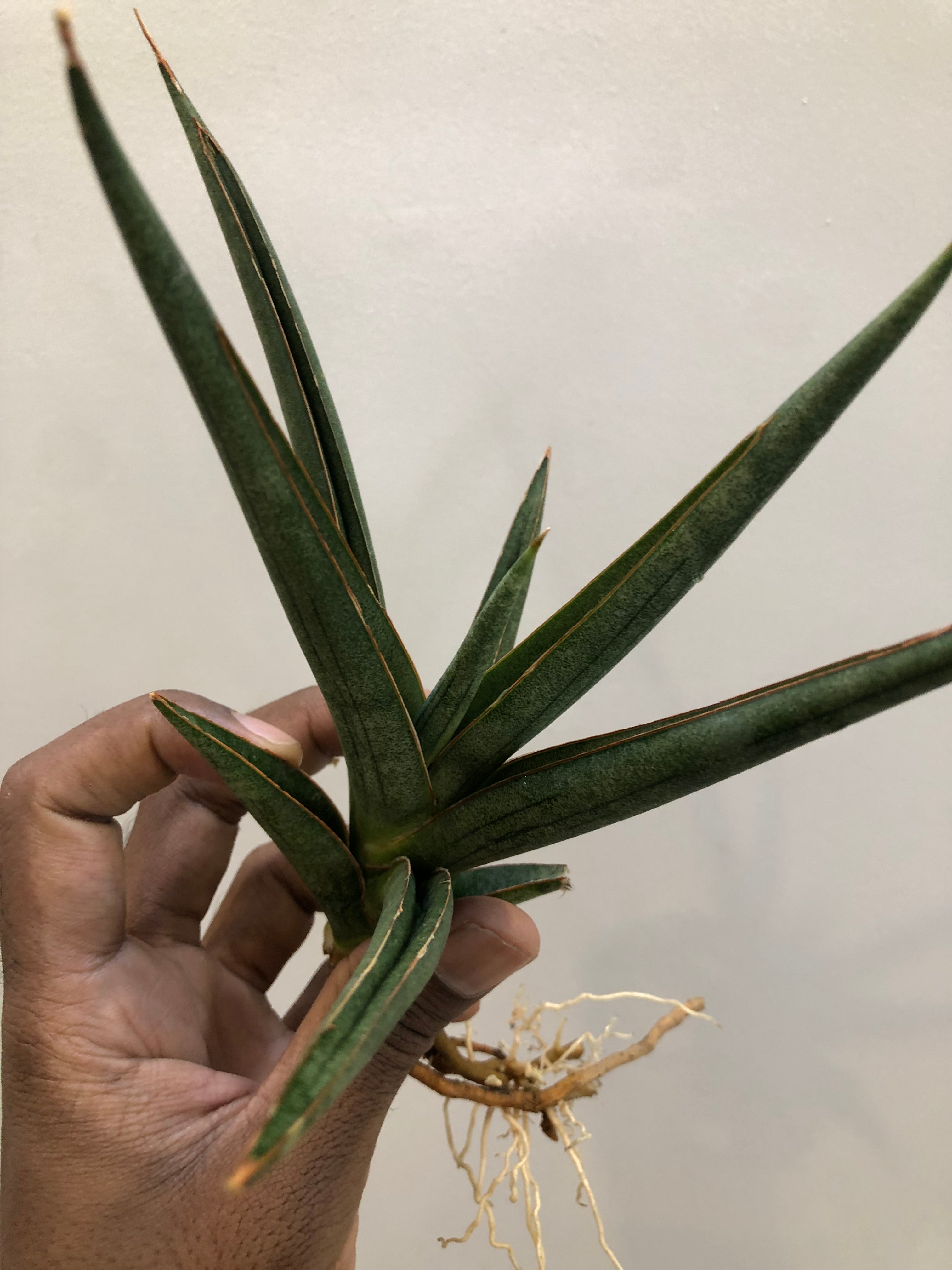 Sansevieria DAWWA