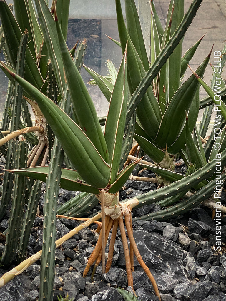 Sansevieria PINGUICULA VARIEGATED