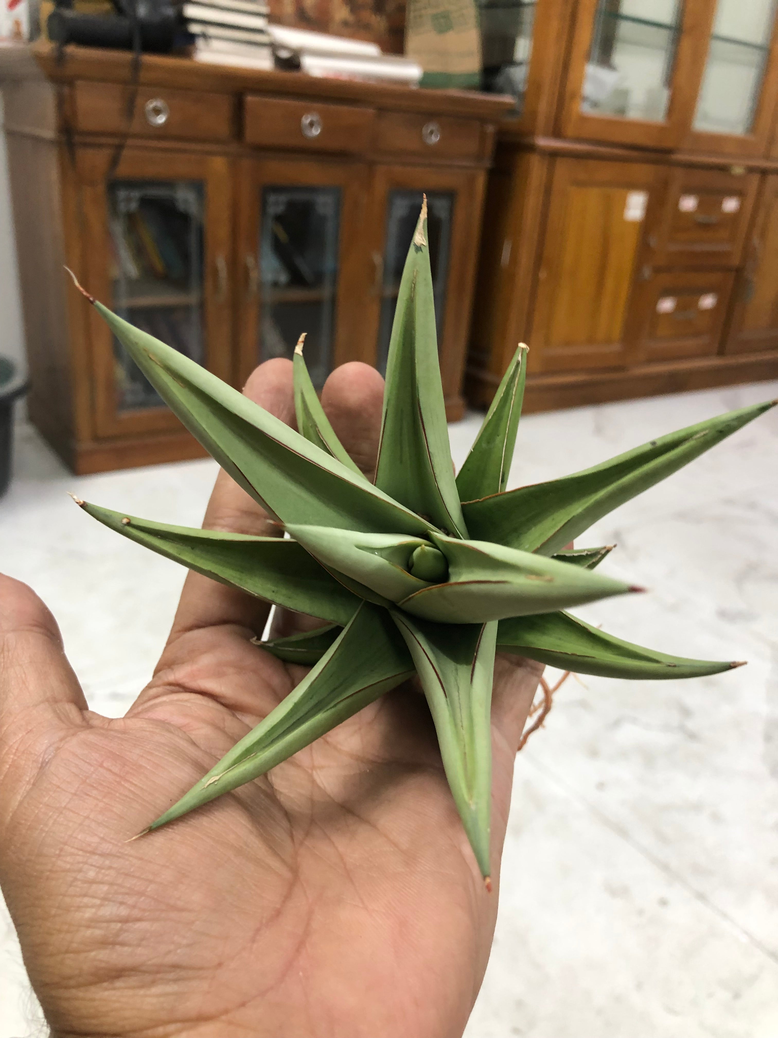 Sansevieria TOWER SILVER