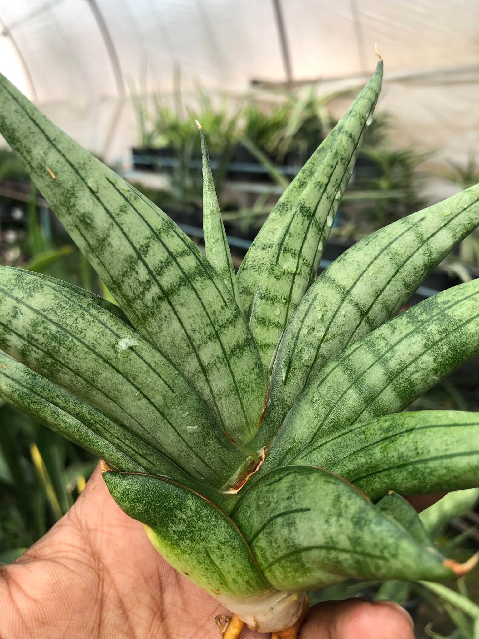 SANSEVIERIA VIENNA