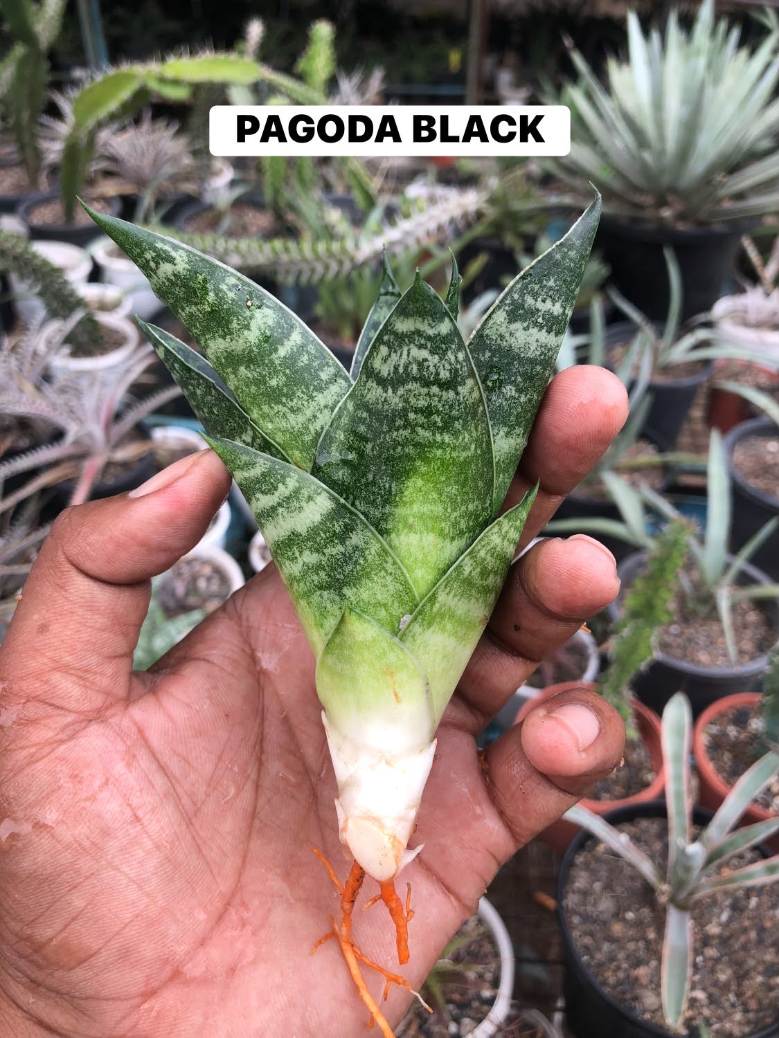 COMBO NO 33 : COMBO OF 5 SANSEVIERIA