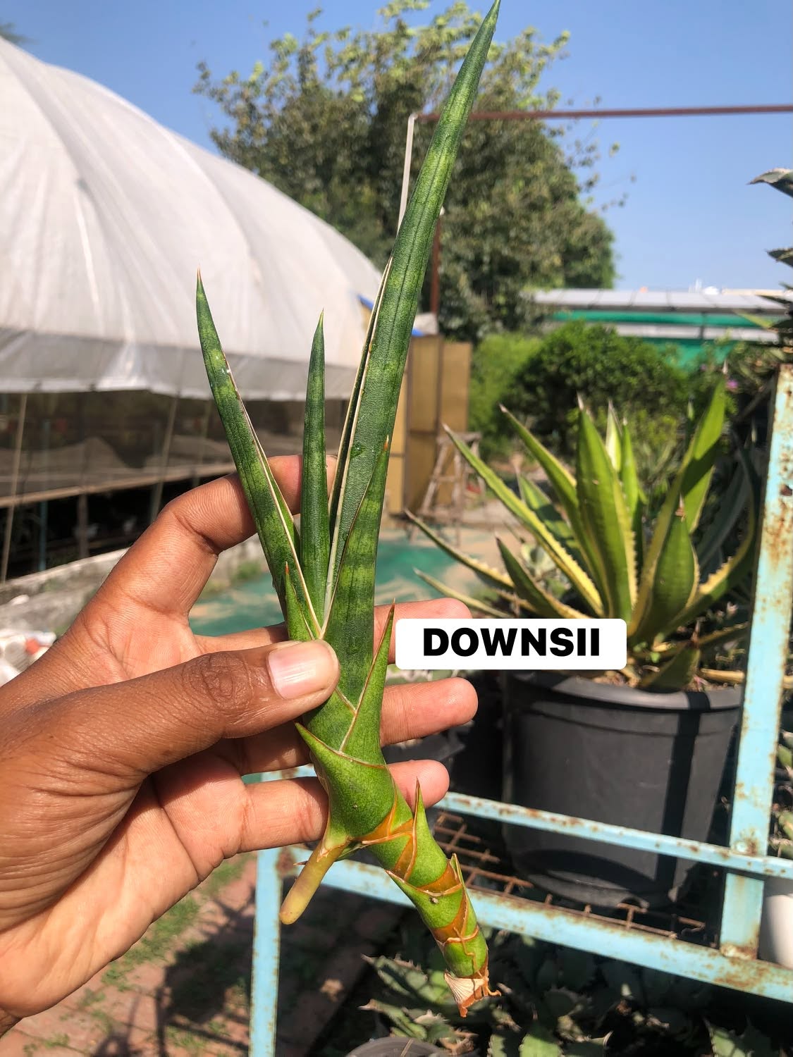 COMBO NO. 37 : Combo of 10 sansevieria