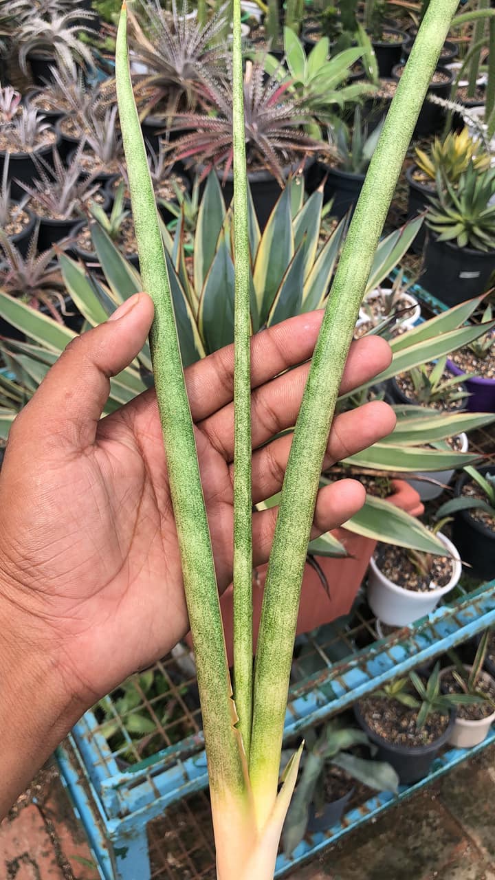 Sansevieria FLAMINGO