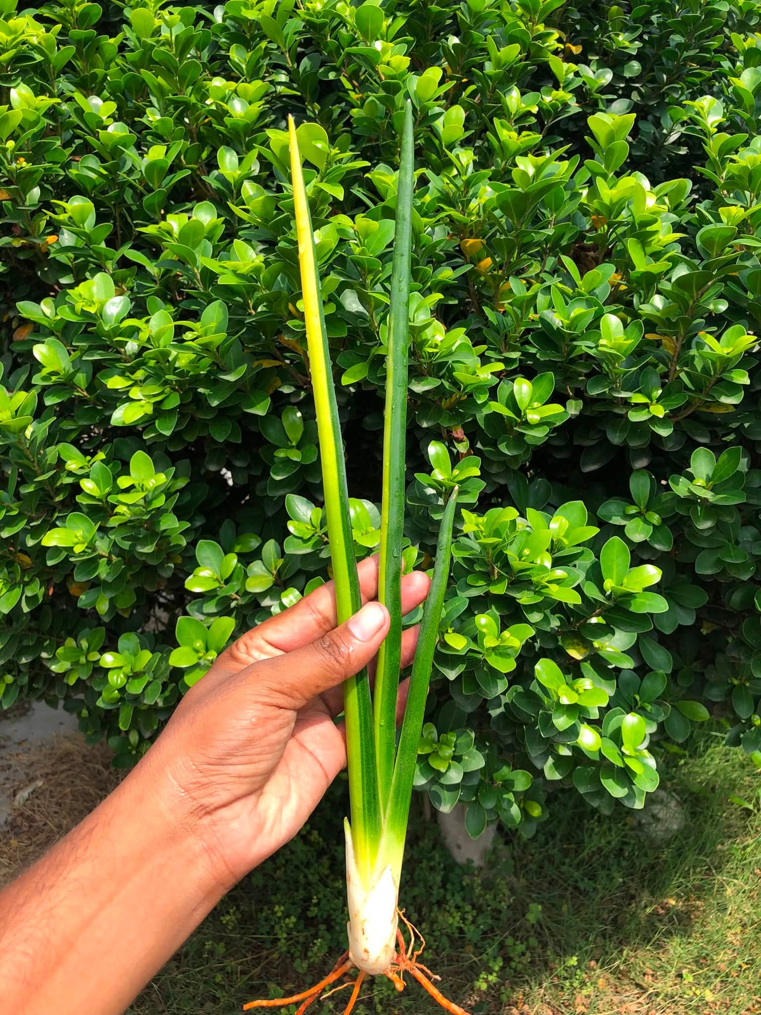 Sansevieria ERYTHRAEAE VARIEGATED