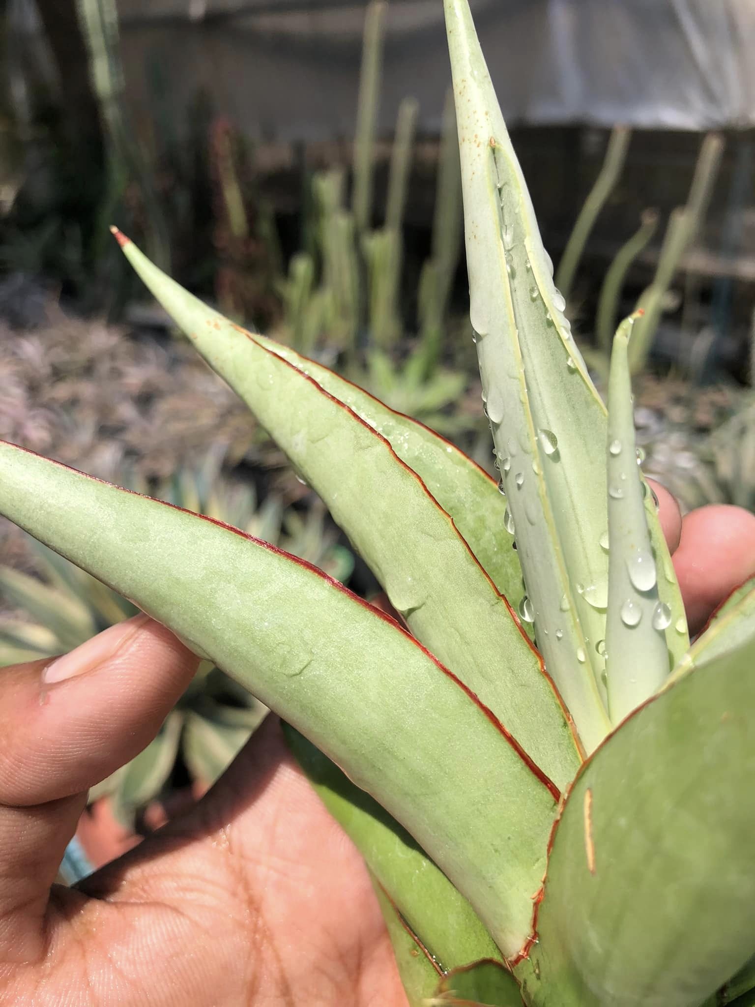 Sansevieria CHAO PHARYA