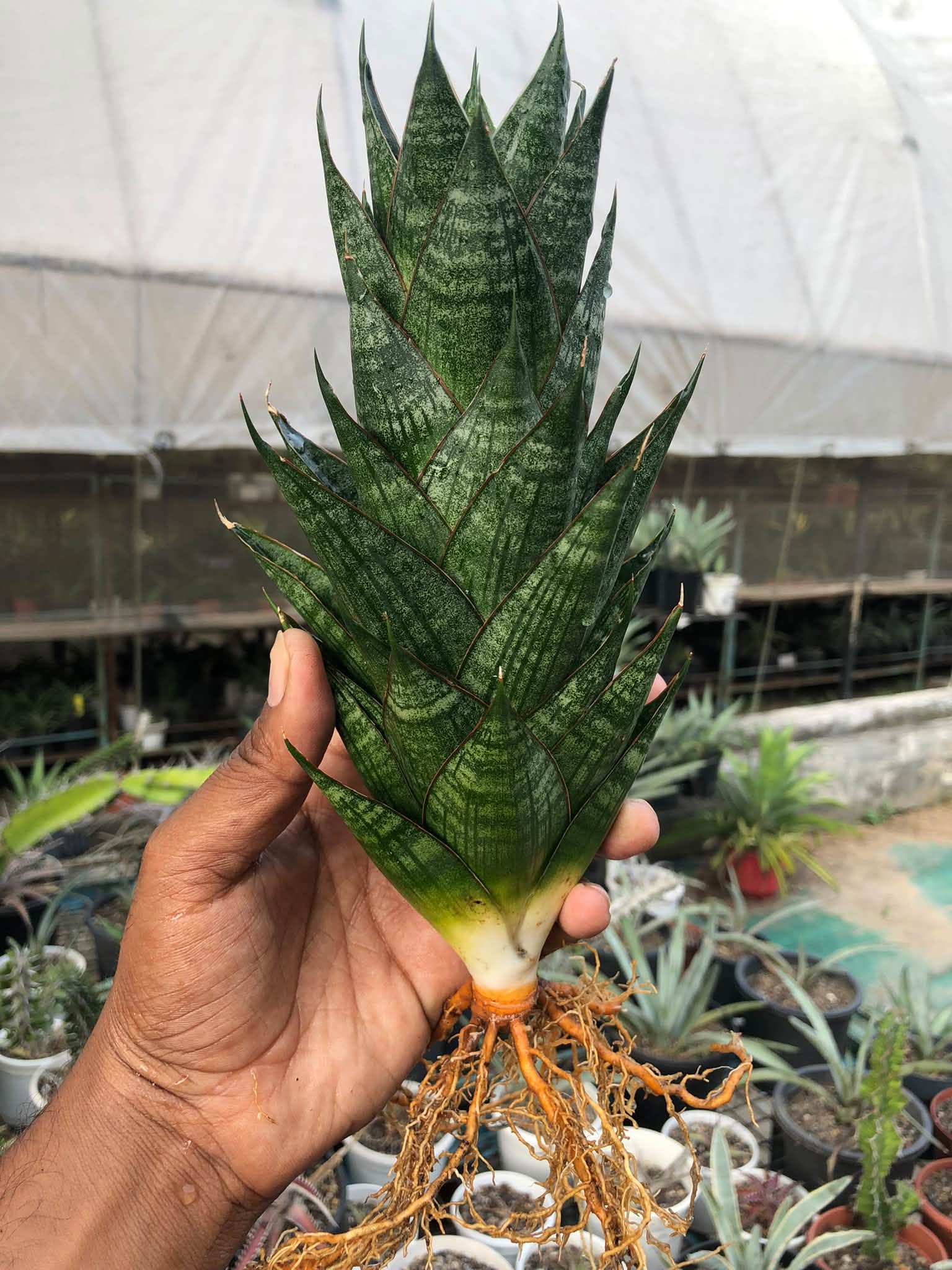 Sansevieria DRAGON SCALE LARGE