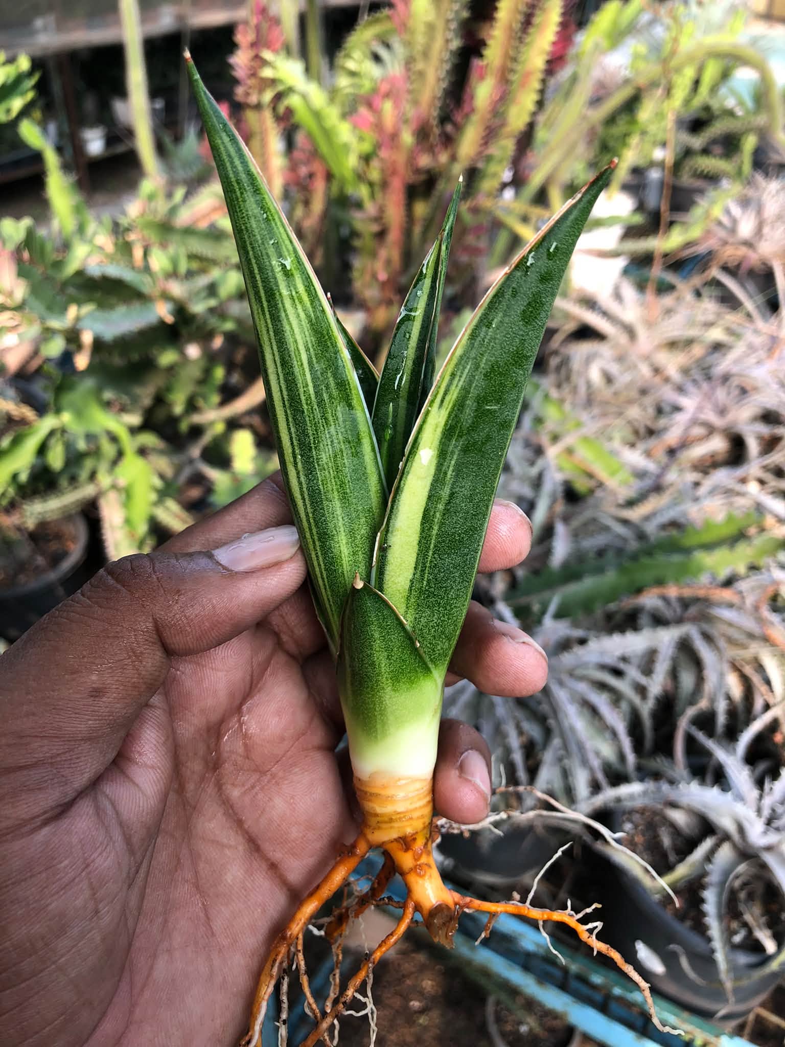 Sansevieria LUNA VARIEGATED