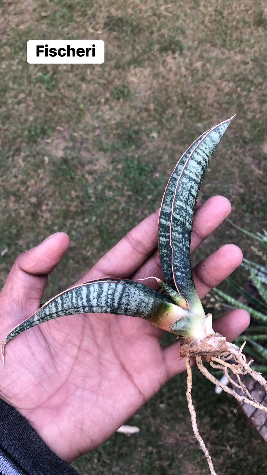 Combo of 10 different Sansevieria