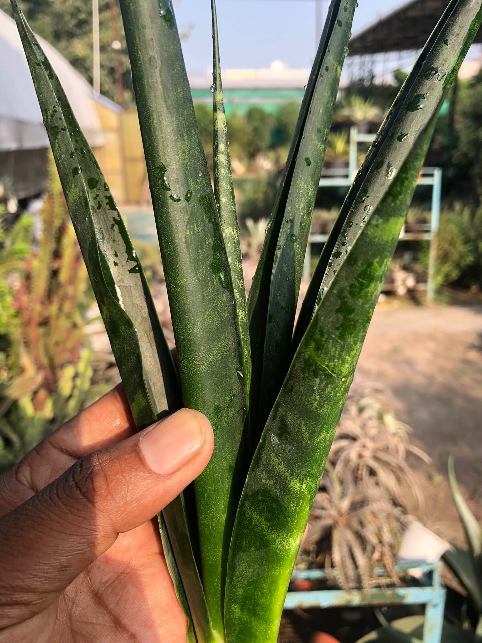 SANSEVIERIA BLACK MLANDI