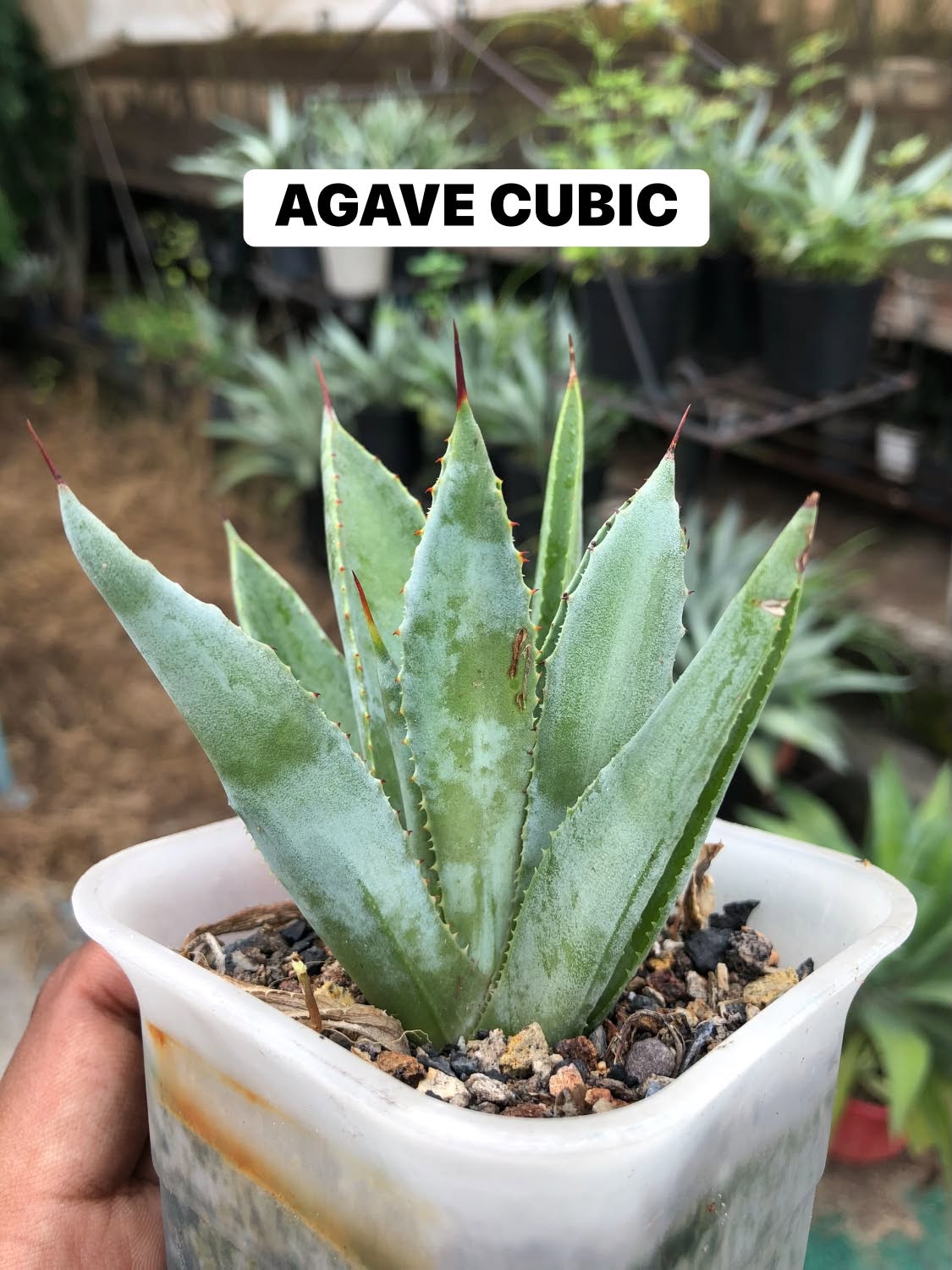 Combo No 18 : Twelve Popular Agaves and Mangaves
