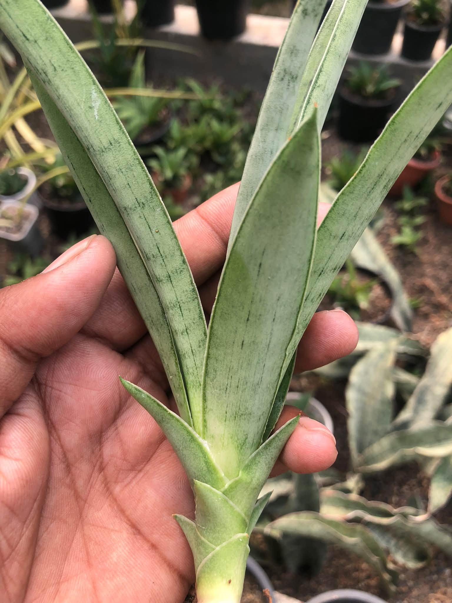 SANSEVIERIA KUMARA