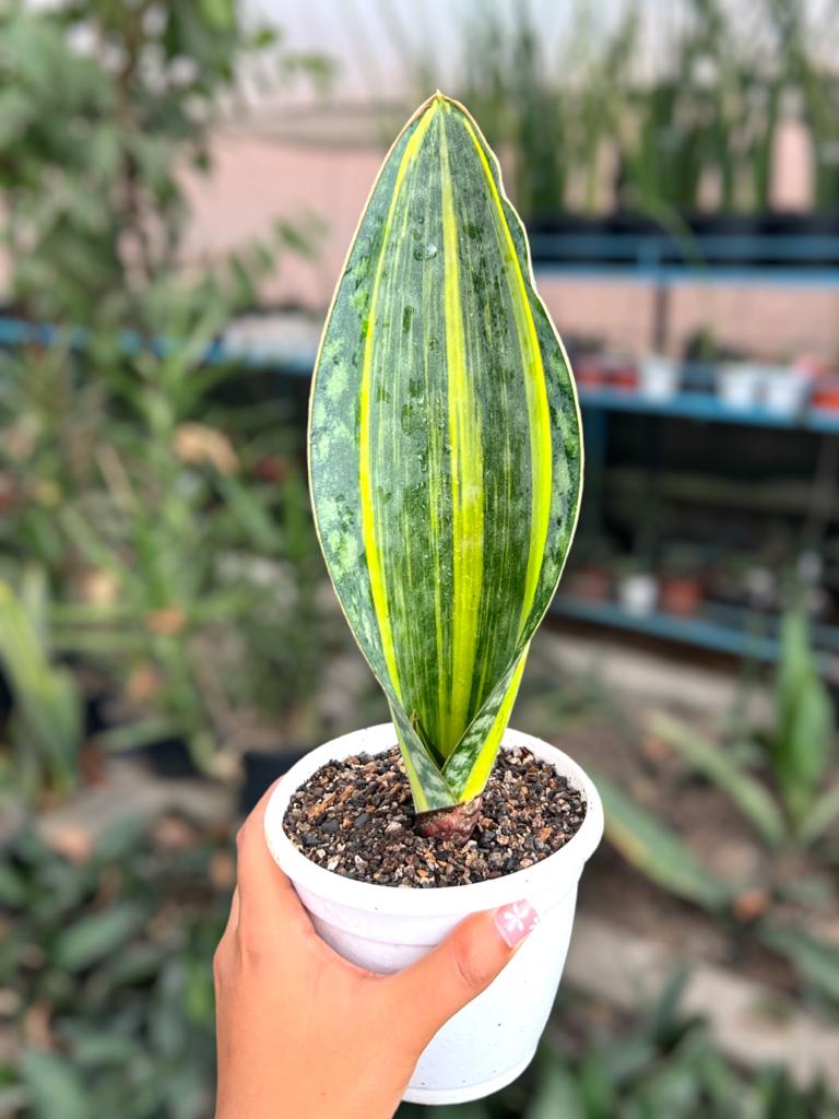 Sansevieria Masoniana Yellow Variegated (Single Leaf)