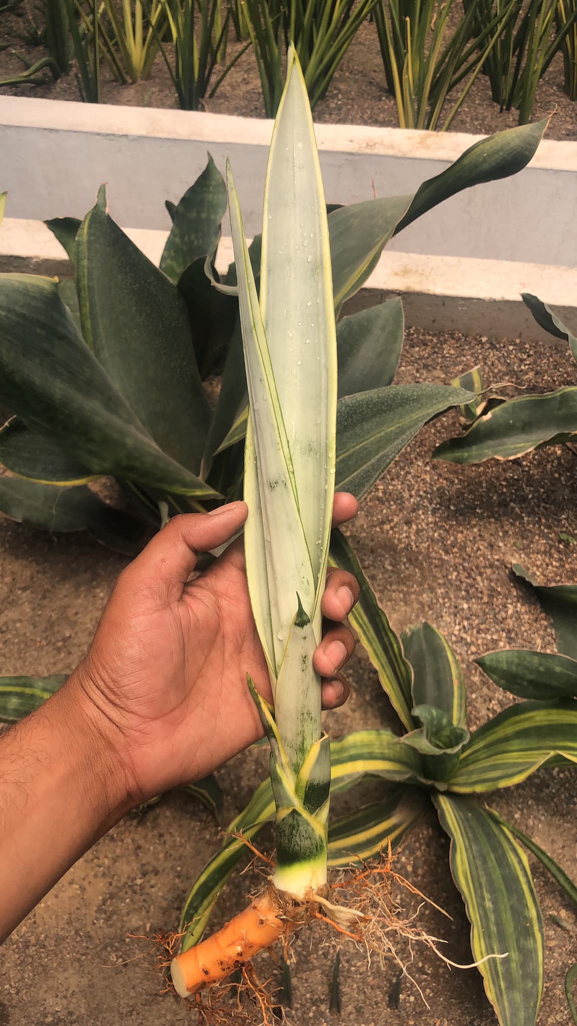 Sansevieria Silver Laurantii