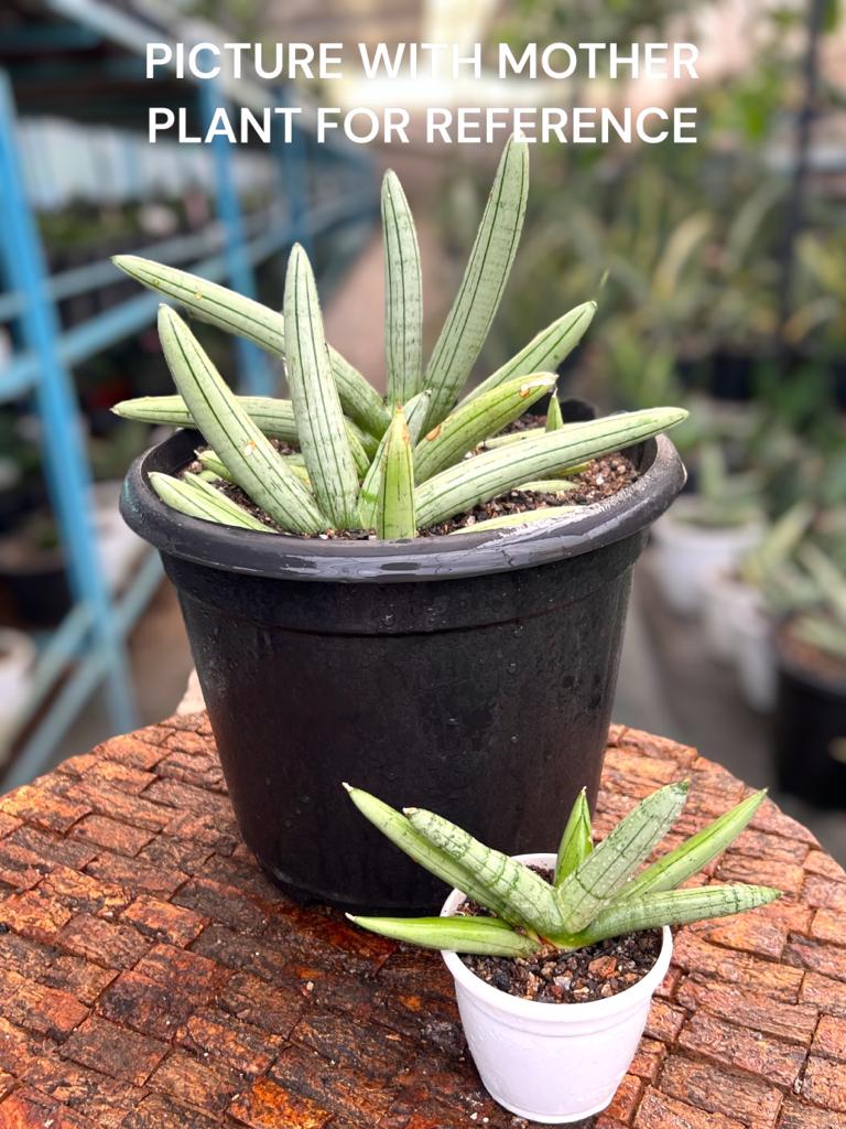 Sansevieria Boncel Plantinum Cross