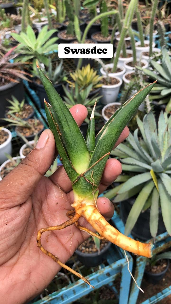 Combo of 4 Sansevieria
