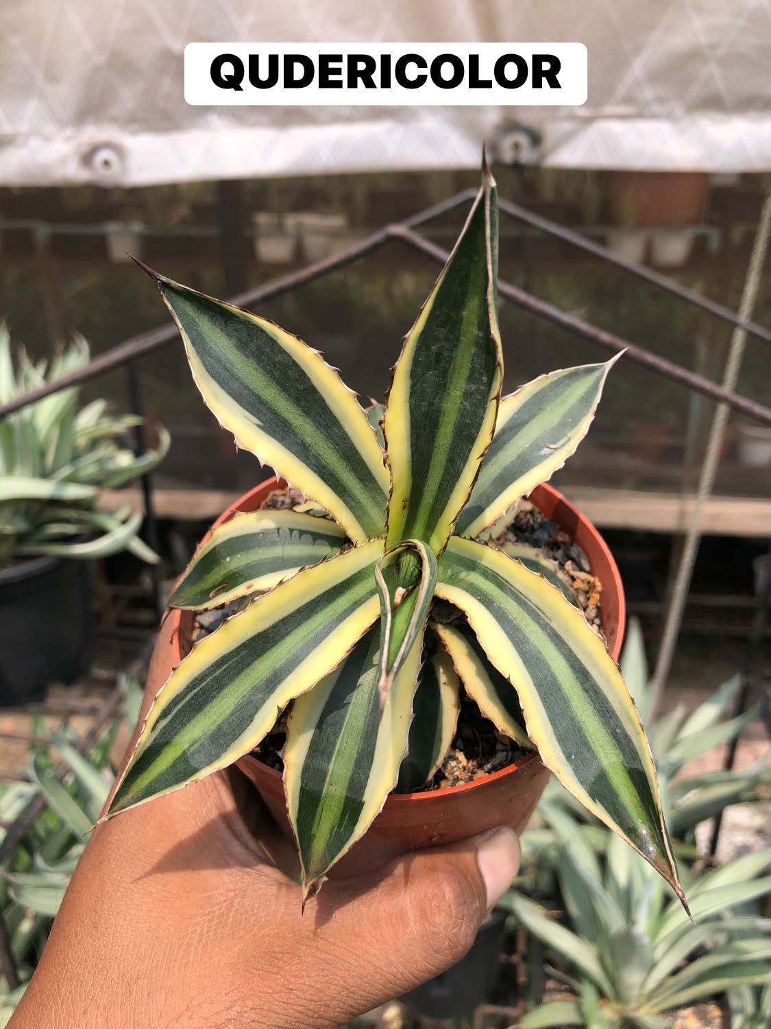 COMBO NO 32 : COMBO OF 3 AGAVES