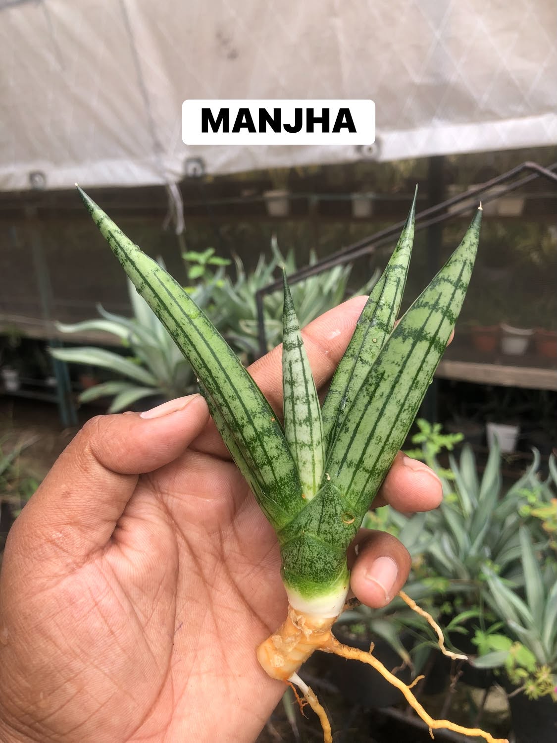 Combo No 26 : Sansevieria COMBO OF 5 PLANTS