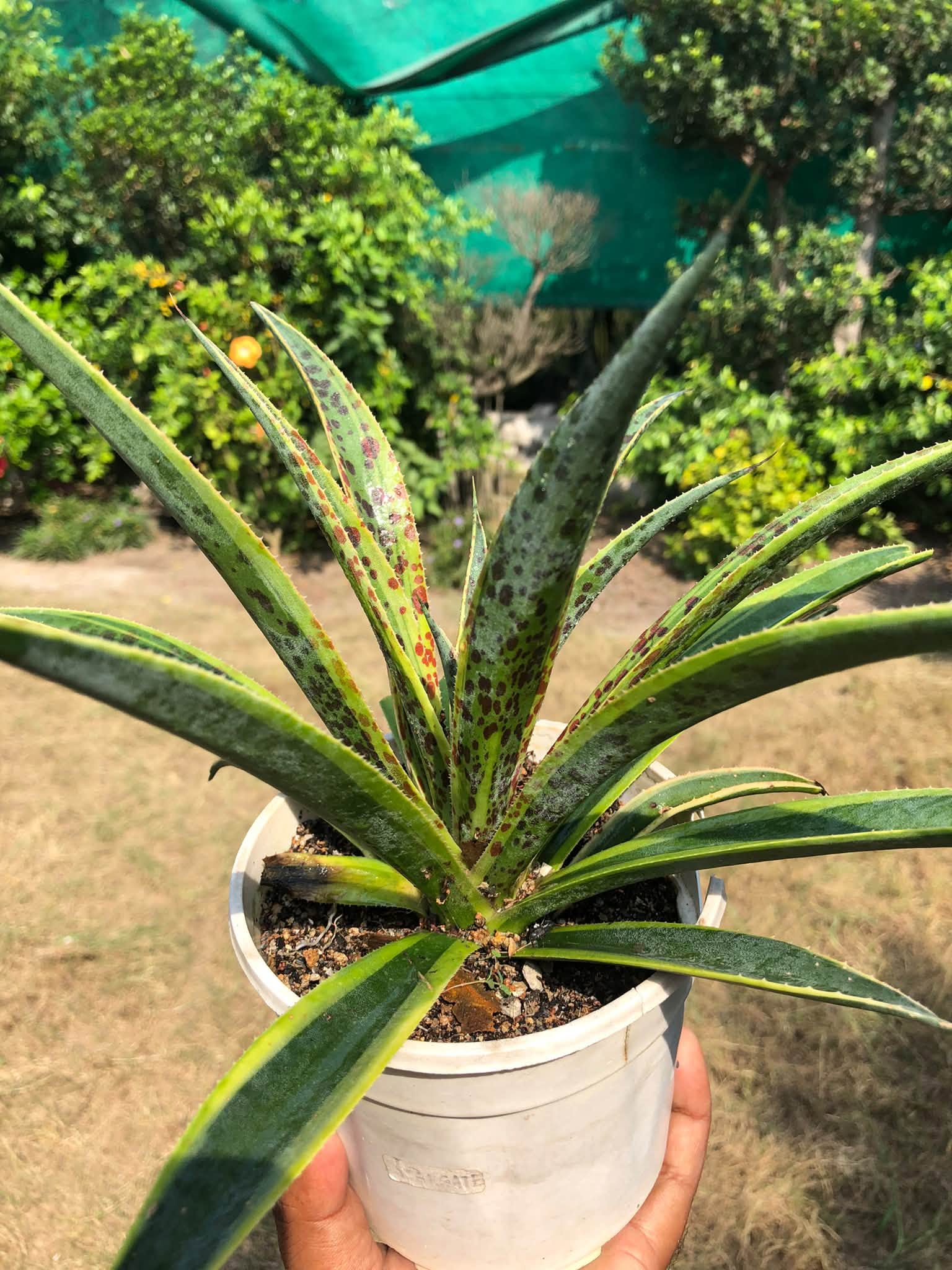 MANGAVE PINEAPPLE PUNCH HEALTHY LARGE PLANT