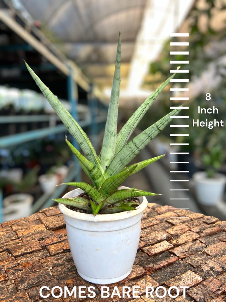 Sansevieria Hybrid 'Kasih'