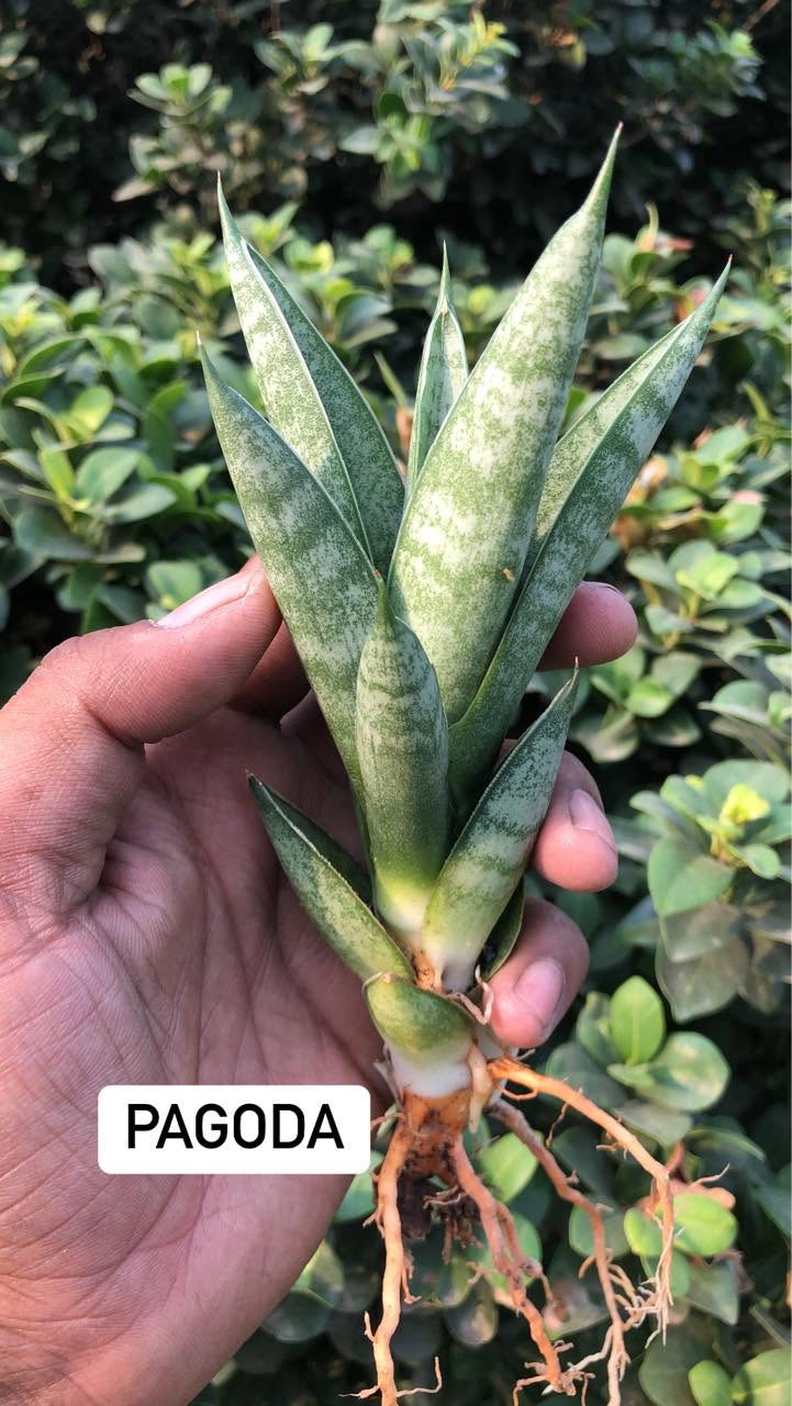 Combo of 10 sansevieria