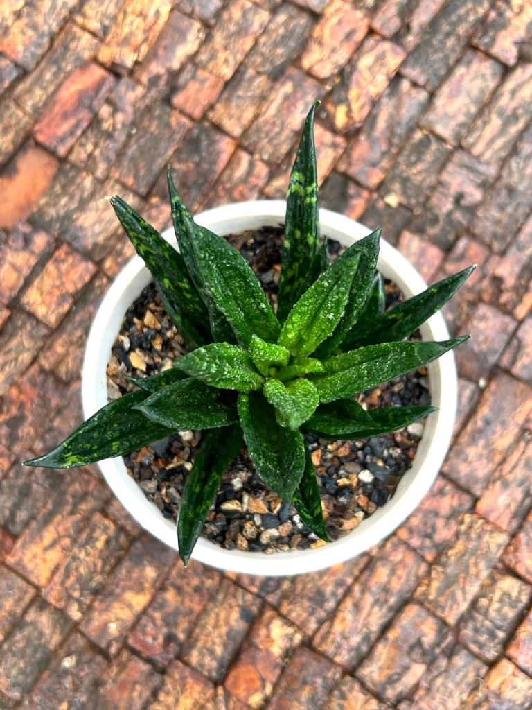 Sansevieria Hahnii Gaster