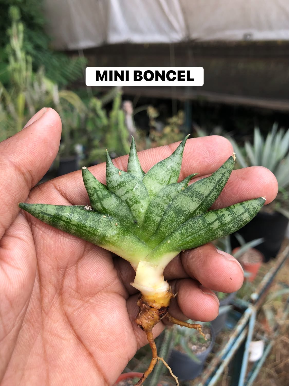 Combo No 22 : Five Mini Sansevieria