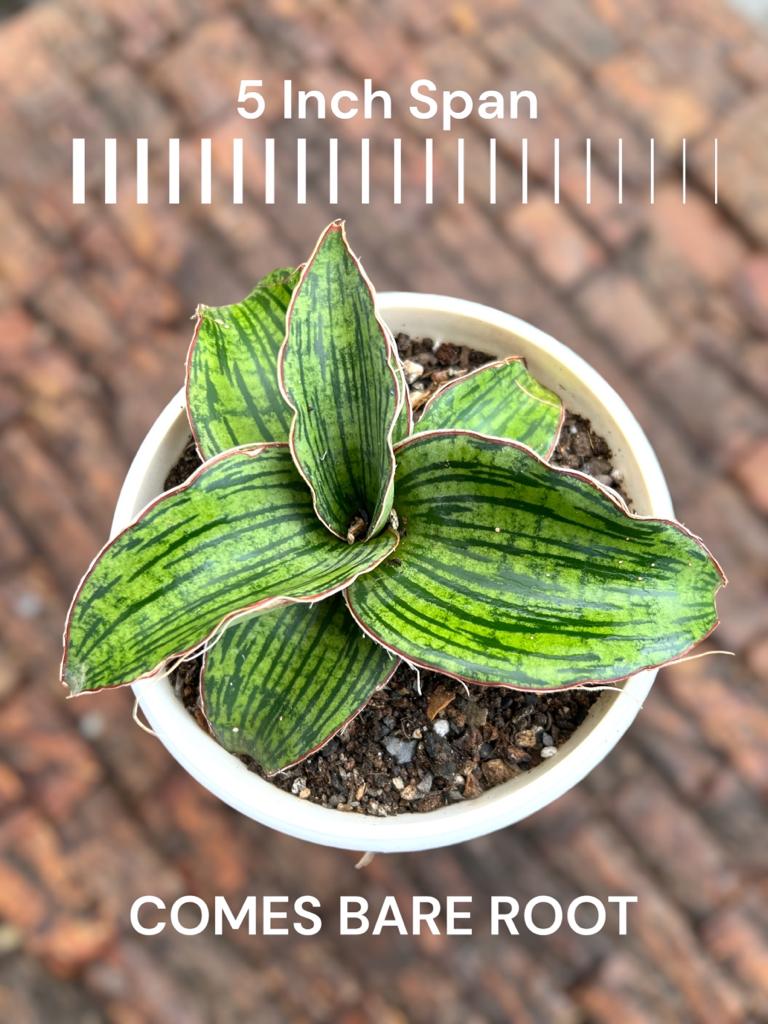 Sansevieria Cleopatra