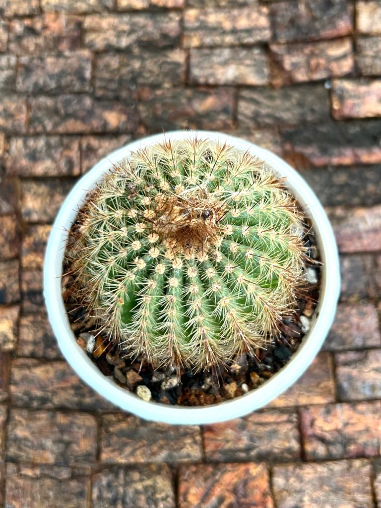 Parodia warasii (Single Head)