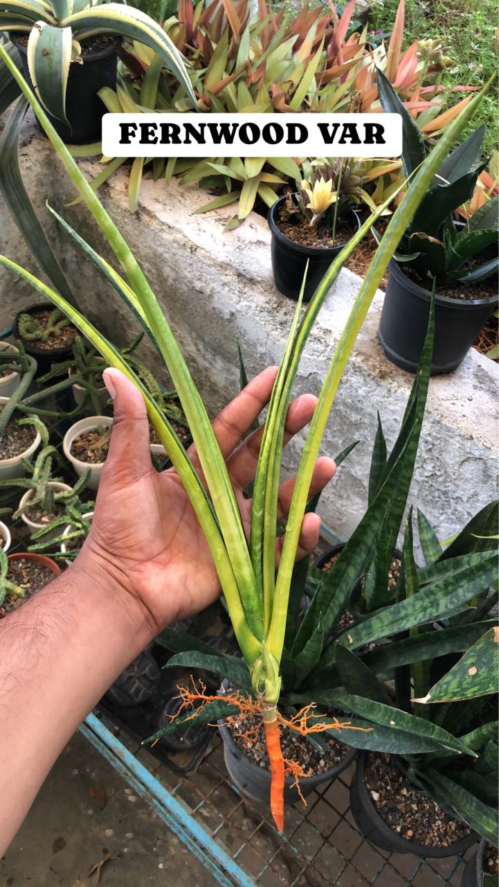 Sansevieria Combo (X) Offer Of 5 Variegated sansevieria