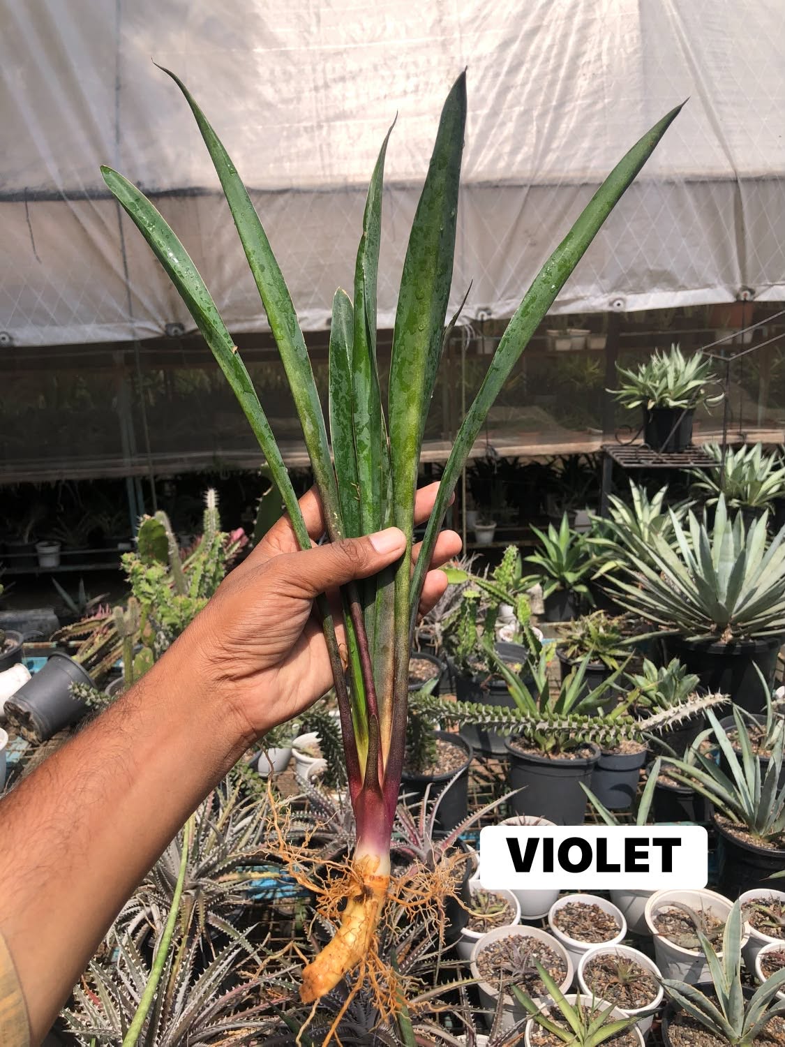 COMBO NO 34 : COMBO OF 3 COLOURFUL SANSEVIERIA