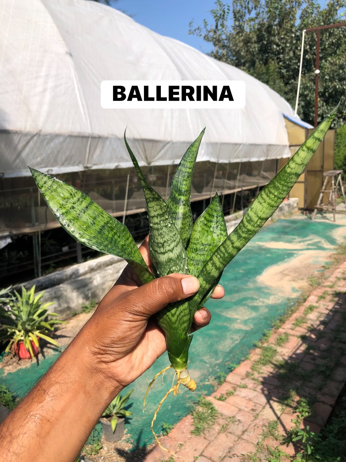 COMBO NO. 39 : COMBO OF 4 LARGE SANSEVIERIA