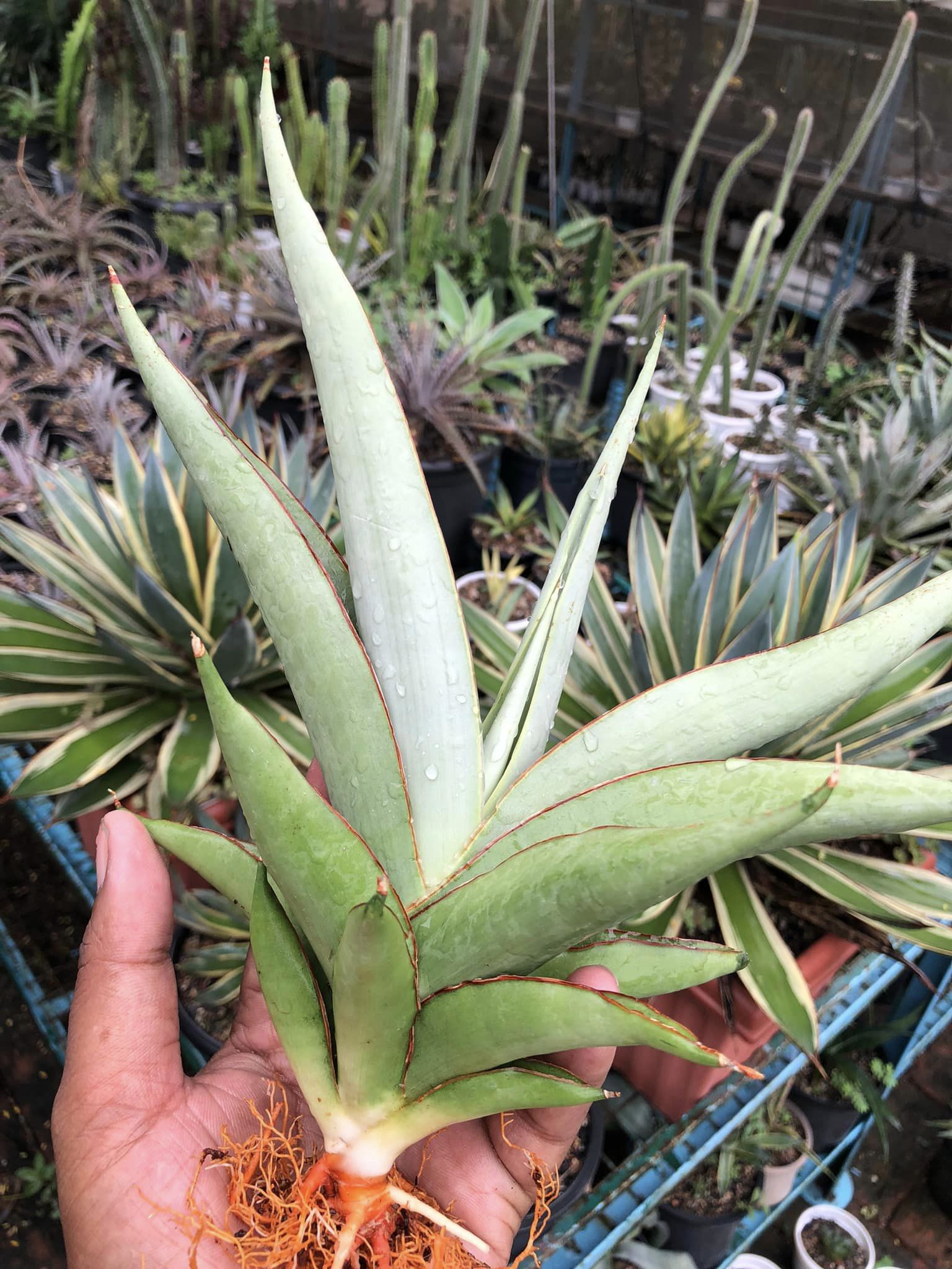 Sansevieria Chao Pharya Large Plant