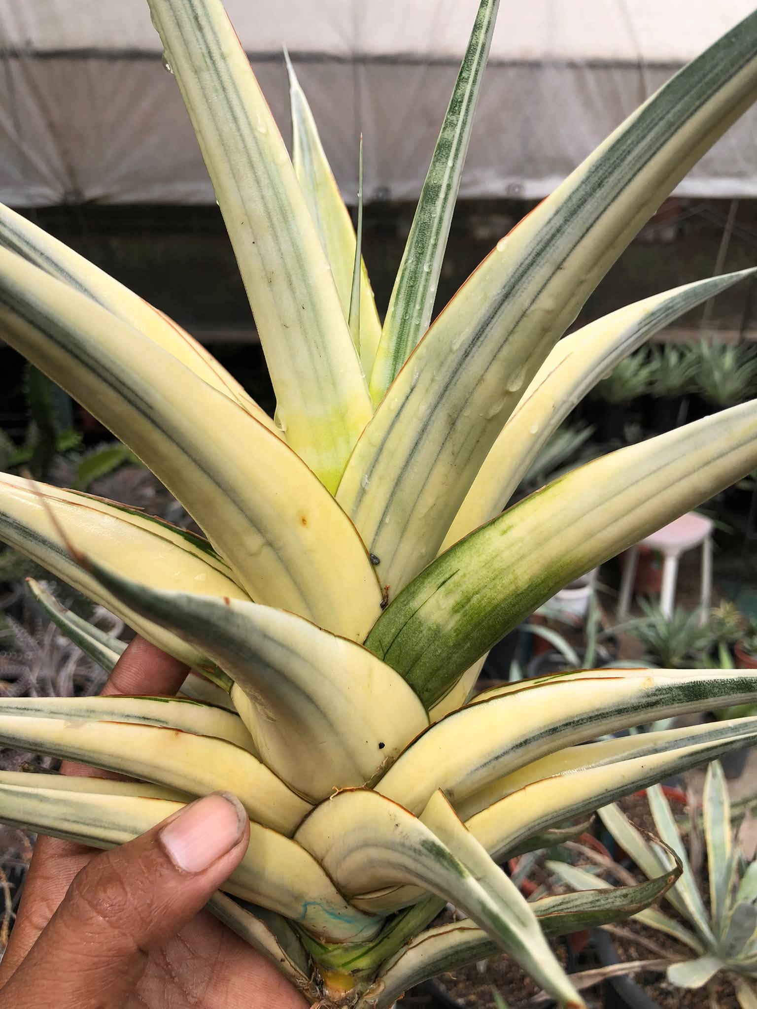 SANSEVIERIA SNOW WHITE