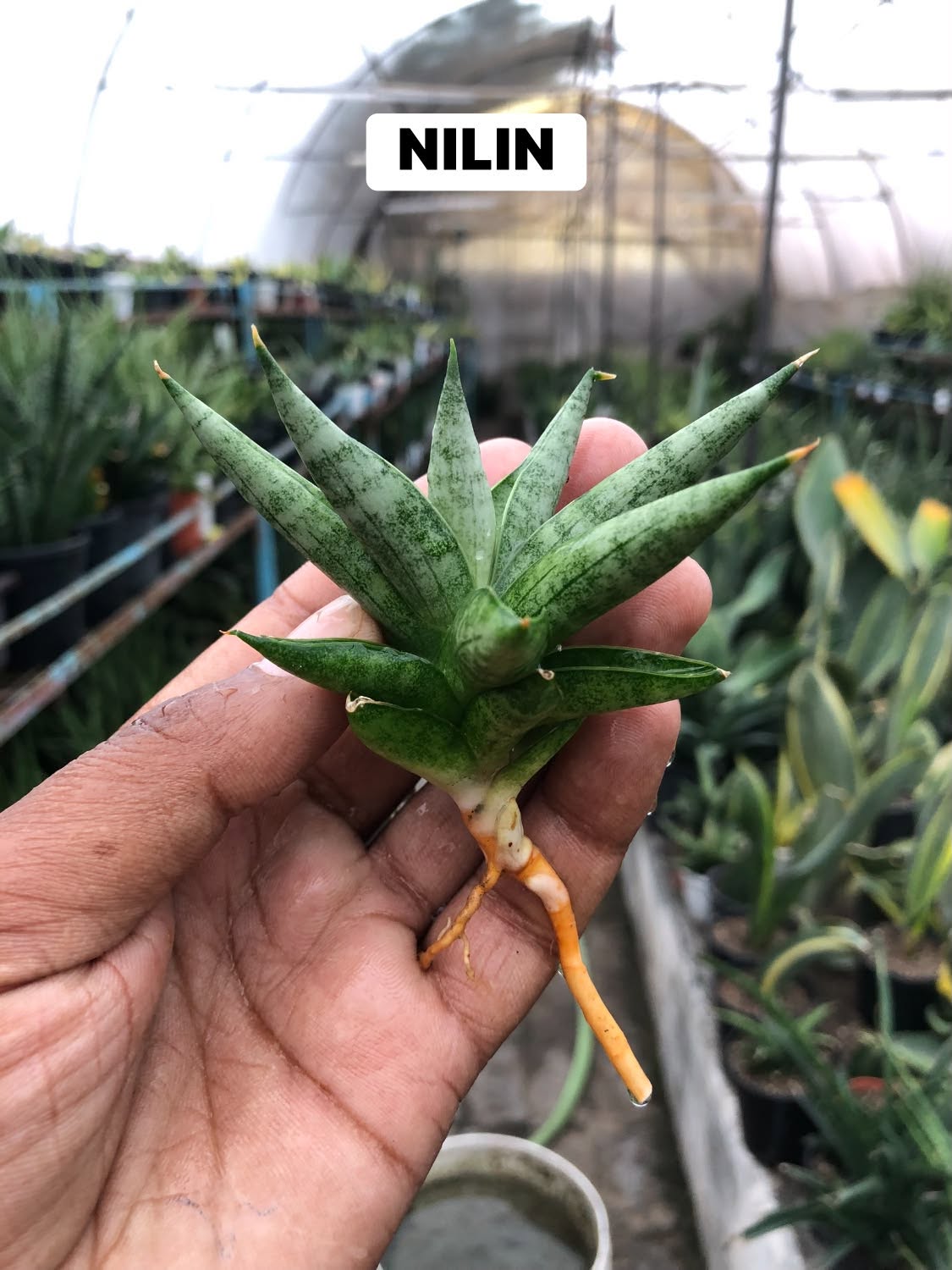 COMBO NO. 35 : COMBO OF 4 SANSEVIERIA